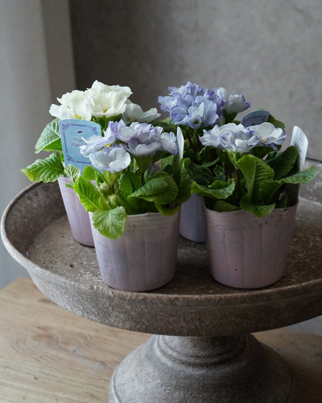 プリムラ　レイニーブルー　３号