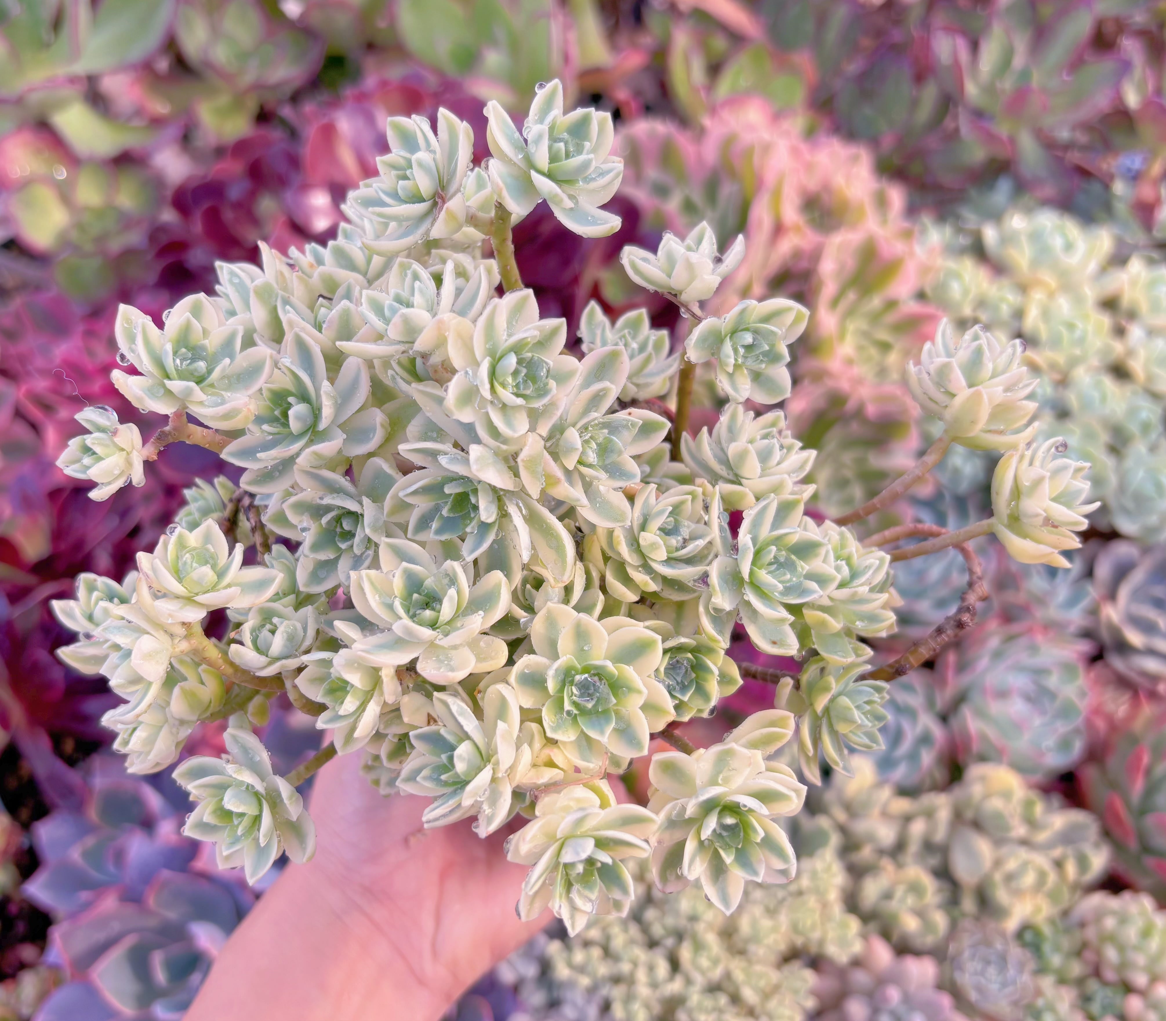 現品　Sedum Palmeri#006　るる農園