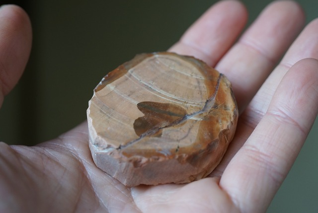 珪化木 Araucarioxylon 25