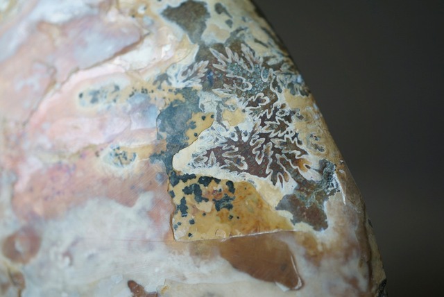 マダガスカル産アンモナイト化石 Ammonite Fossil 1253