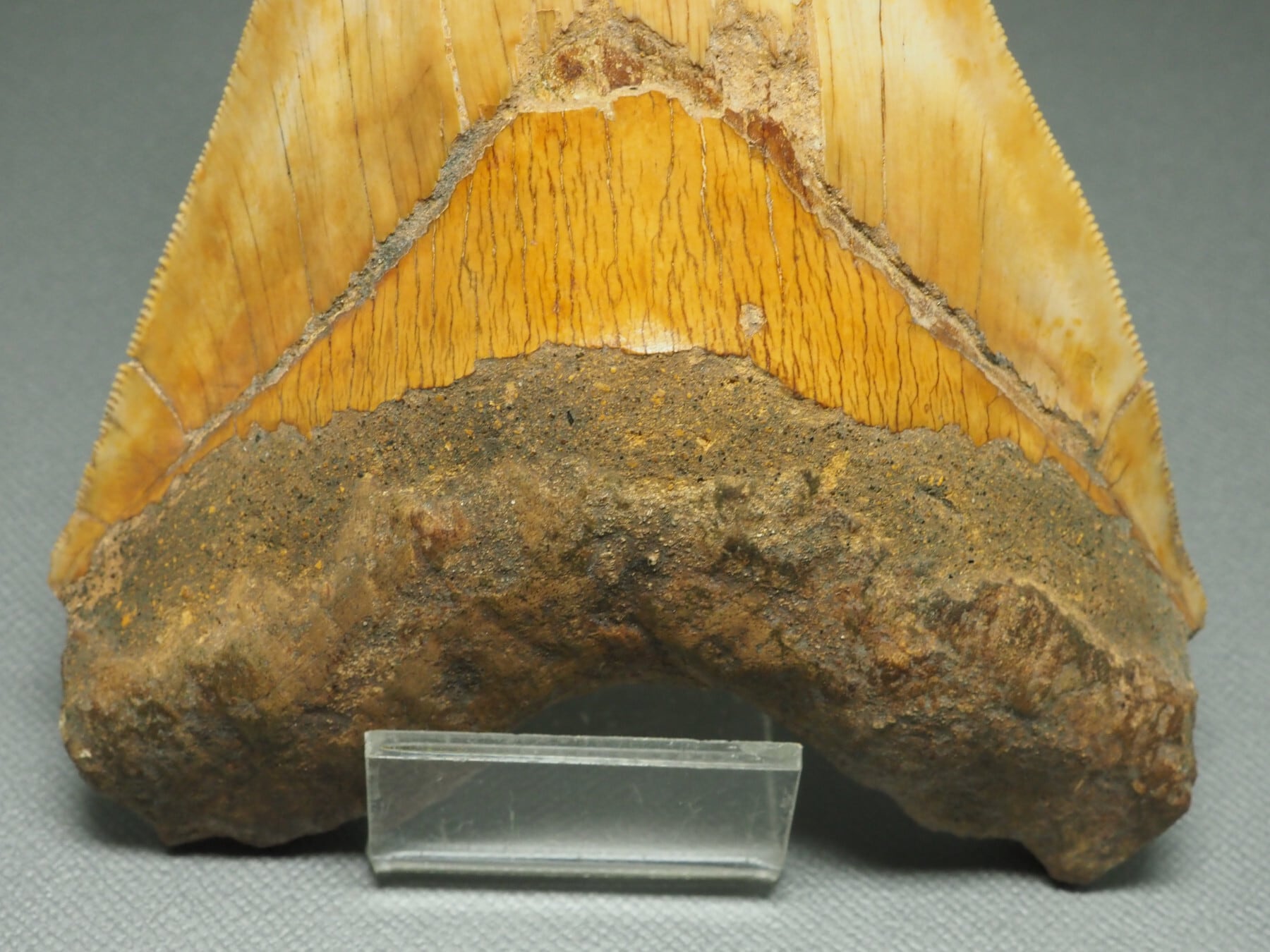 大型サイズ！メガロドンの歯【Carcharocles megalodon】【143.5mm