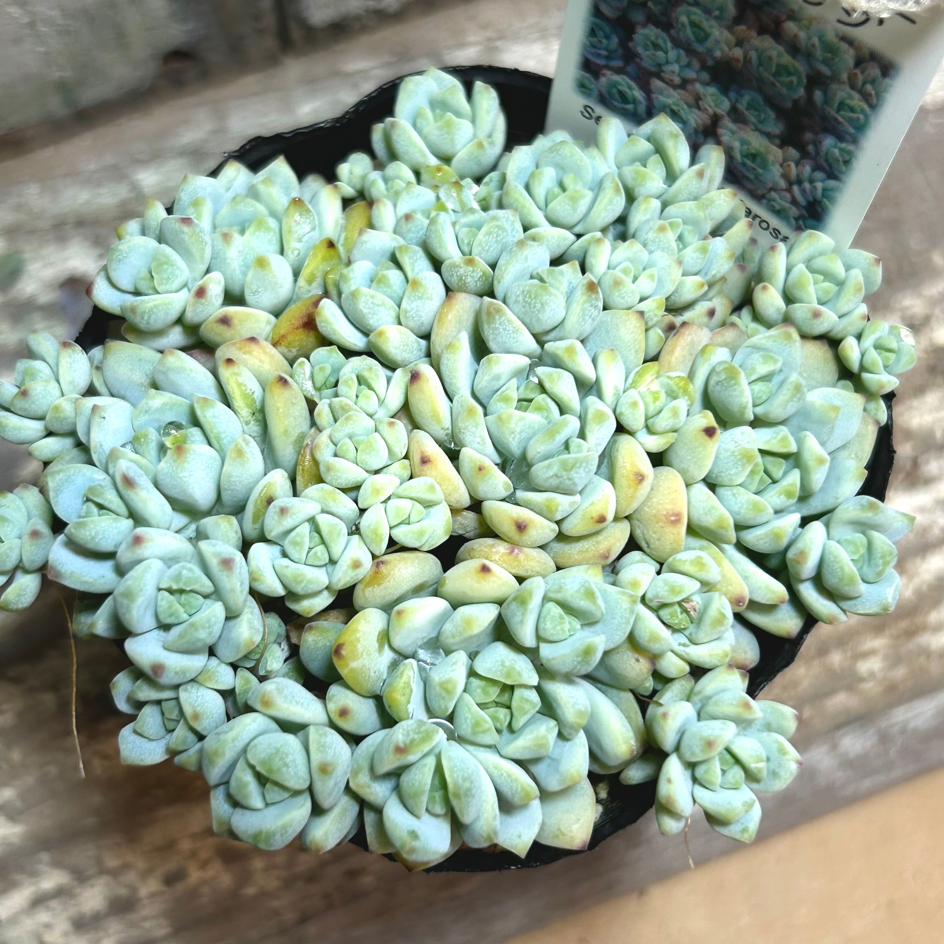 ピンクエッジ(ペレスデラロサエ) | RuPo 多肉植物専門店