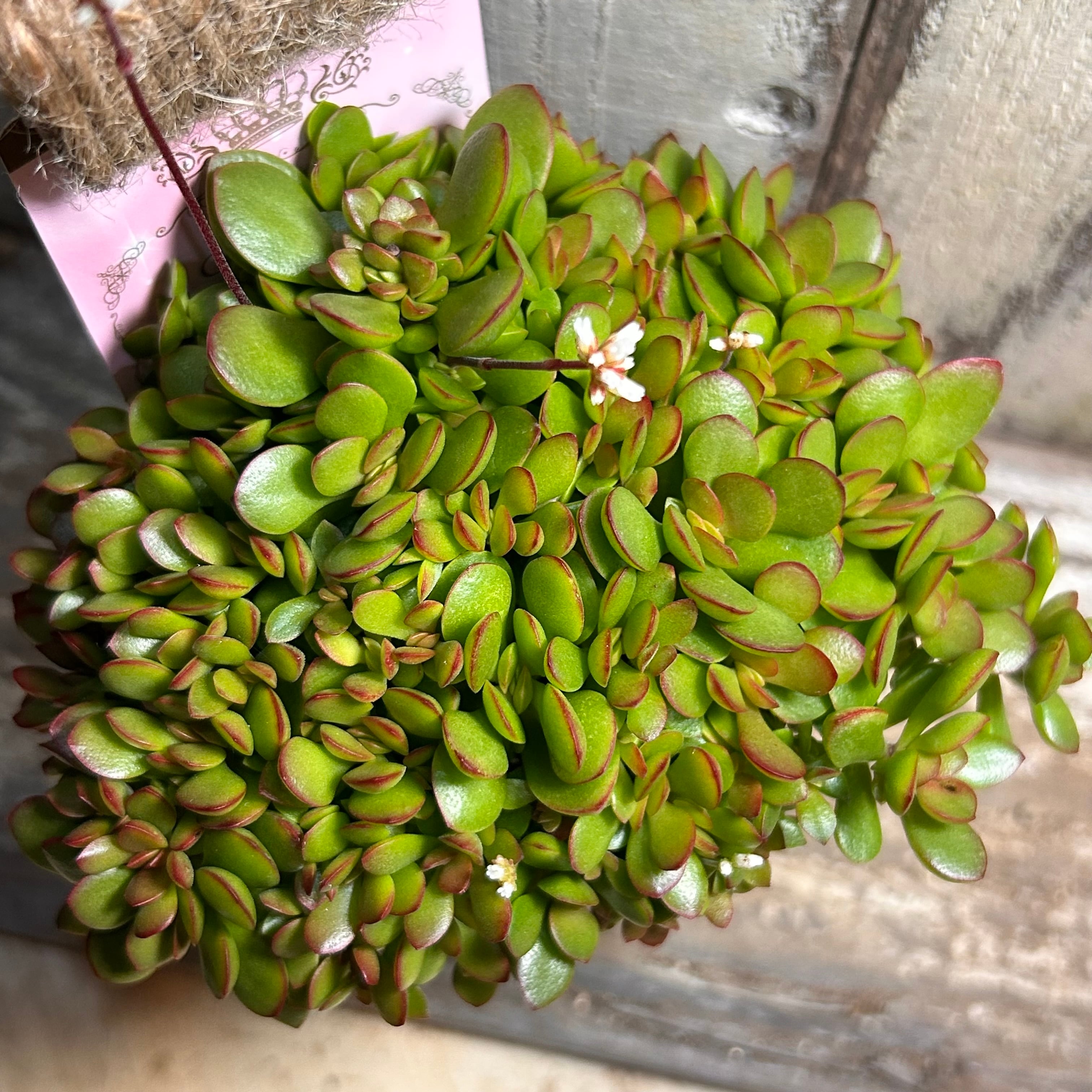 雪の妖精 | RuPo 多肉植物専門店