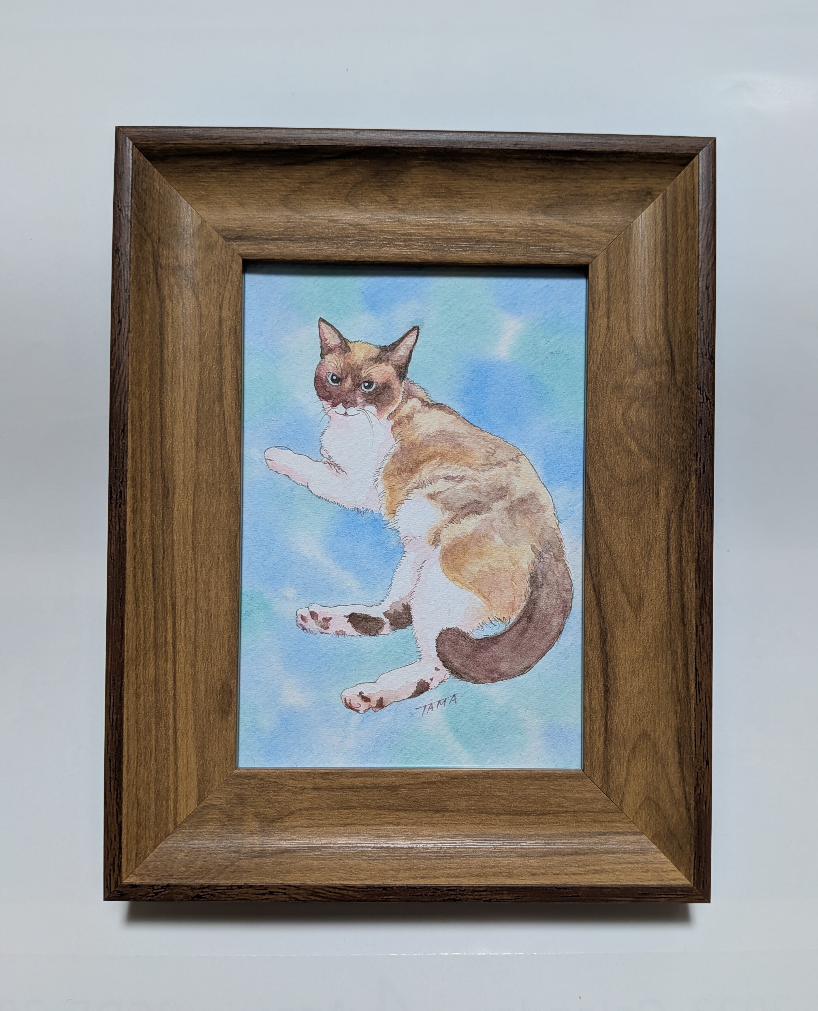 博物画「クラゲ」 | PAY ID