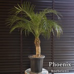 木質化 ロべ フェニックス ロべレニー 7号 コンパクト 幹立ち Phoenix roebelenii ヤシ 南国 観葉植物