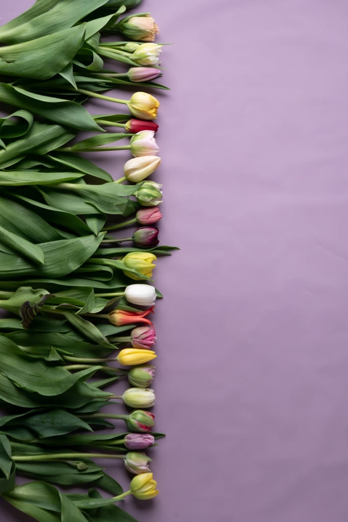 明成香ファームのチューリップセット