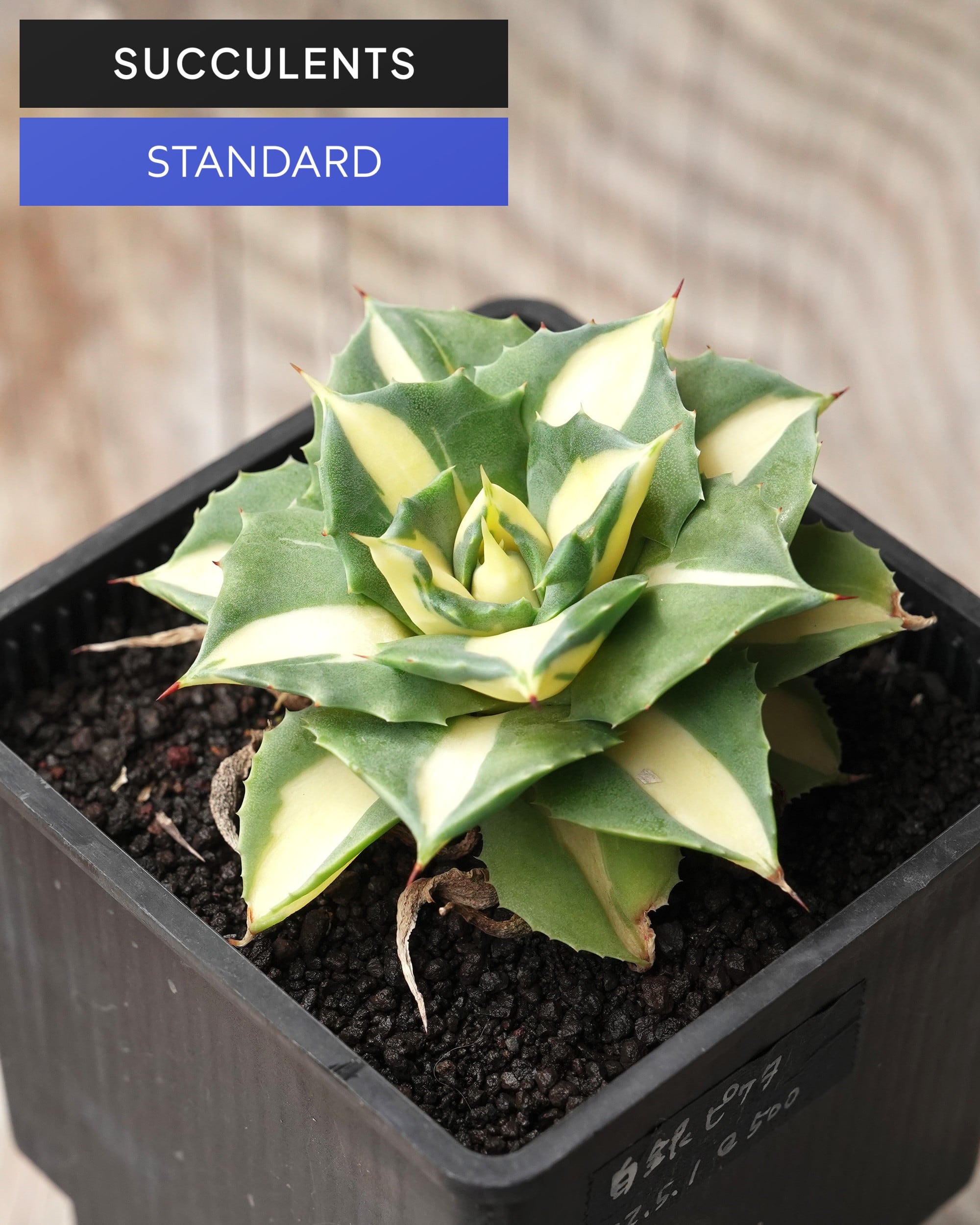 STANDARD | PUKUBOOK SUCCULENTS