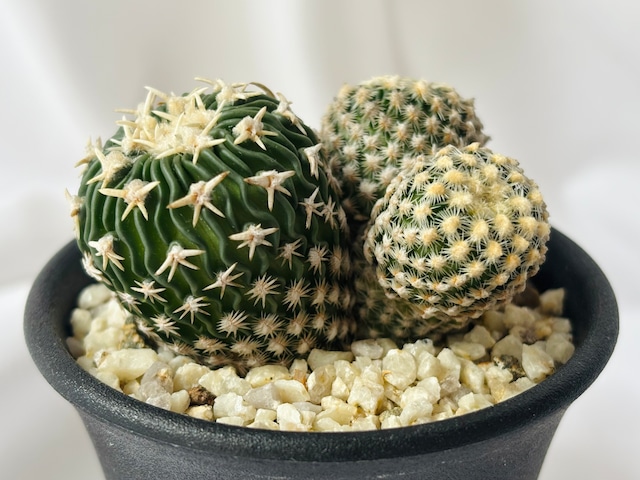 Echinofossulocactus phyllacanthus エキノフォスロカクタス 白玉 サボテン