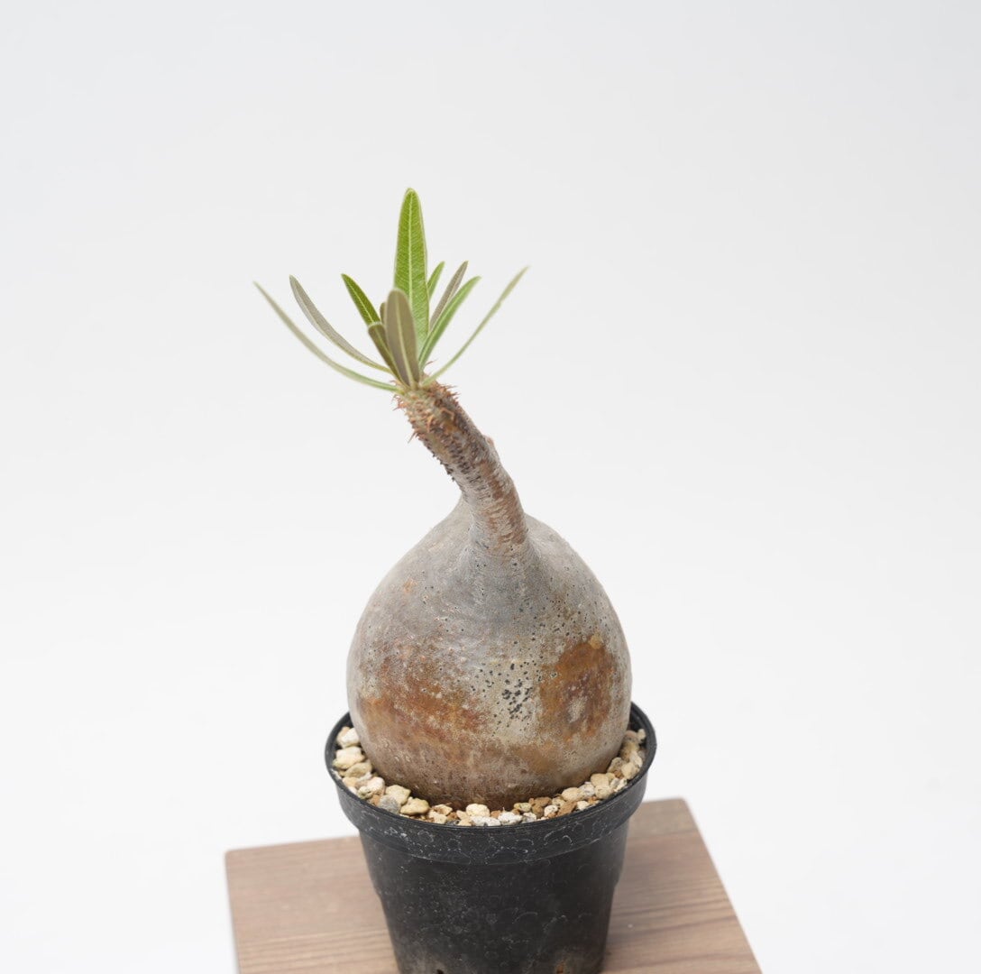 パキポディウム グラキリス no.2〈発根済み〉 | SPECIAL OTHER WORKS