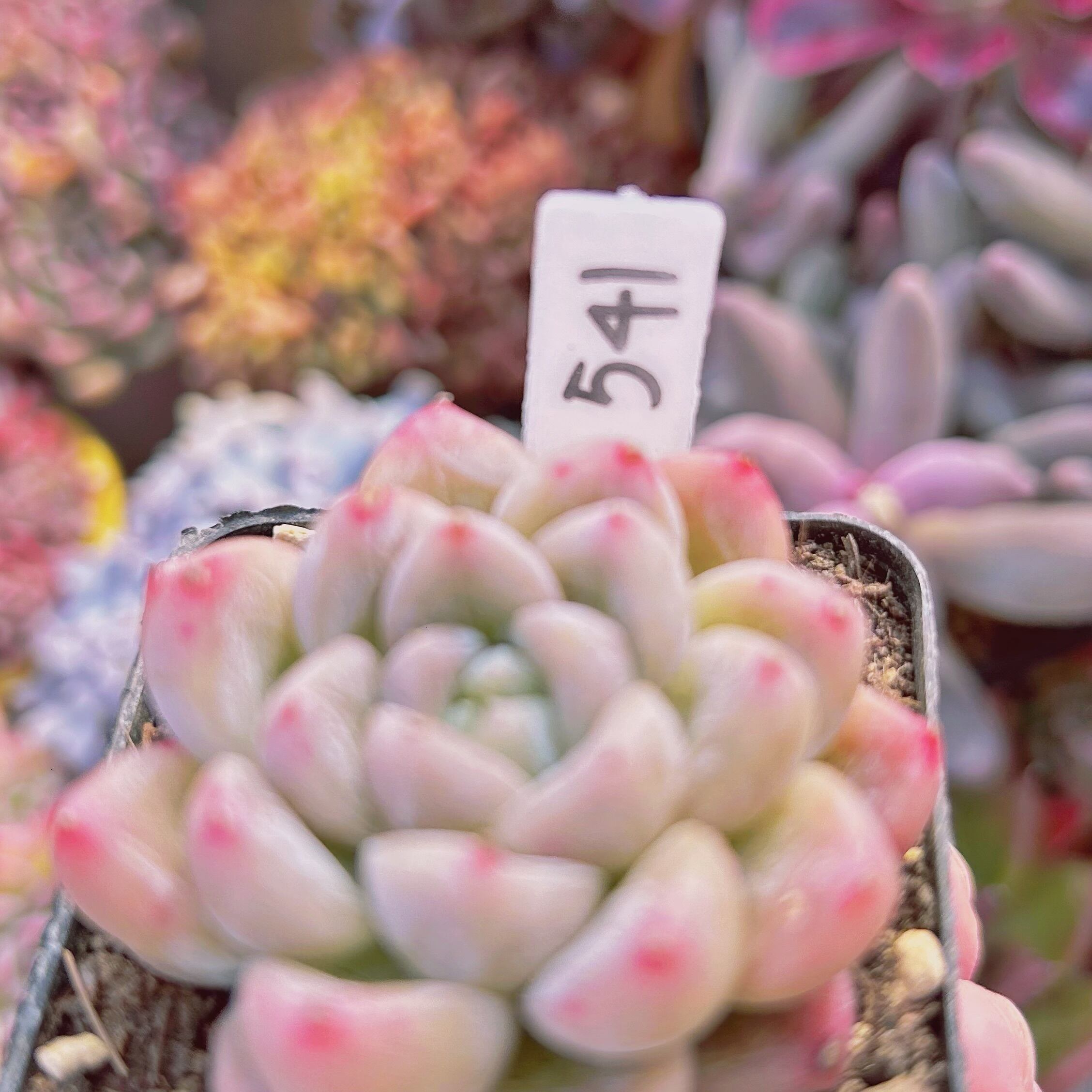 541現物 多肉植物 エルサ | るる農園~多肉植物専門
