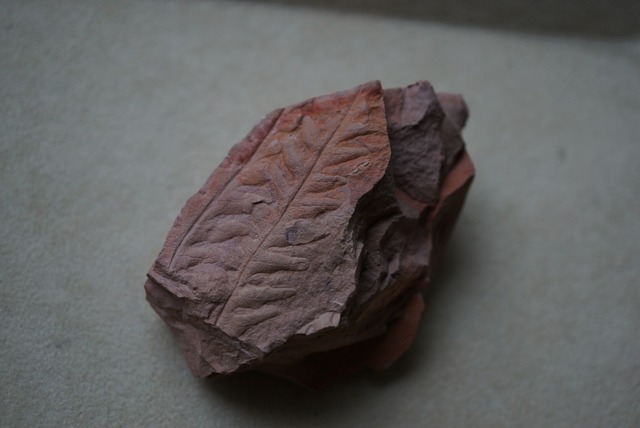 ポーランド産シダ植物化石 Lonchopteris bauri 1635