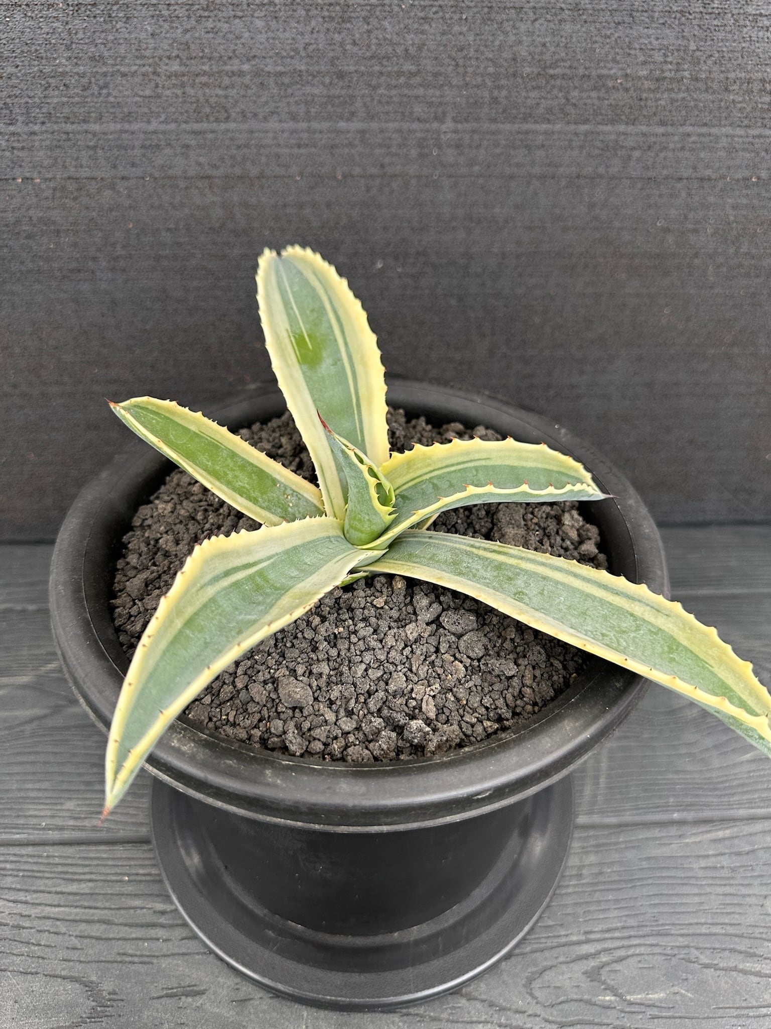 アガベ　リップルエフェクト　サルミアナ　フェロックス 305 アガベ サルミアナ フェロックス ”リップル エフェクト” Agave