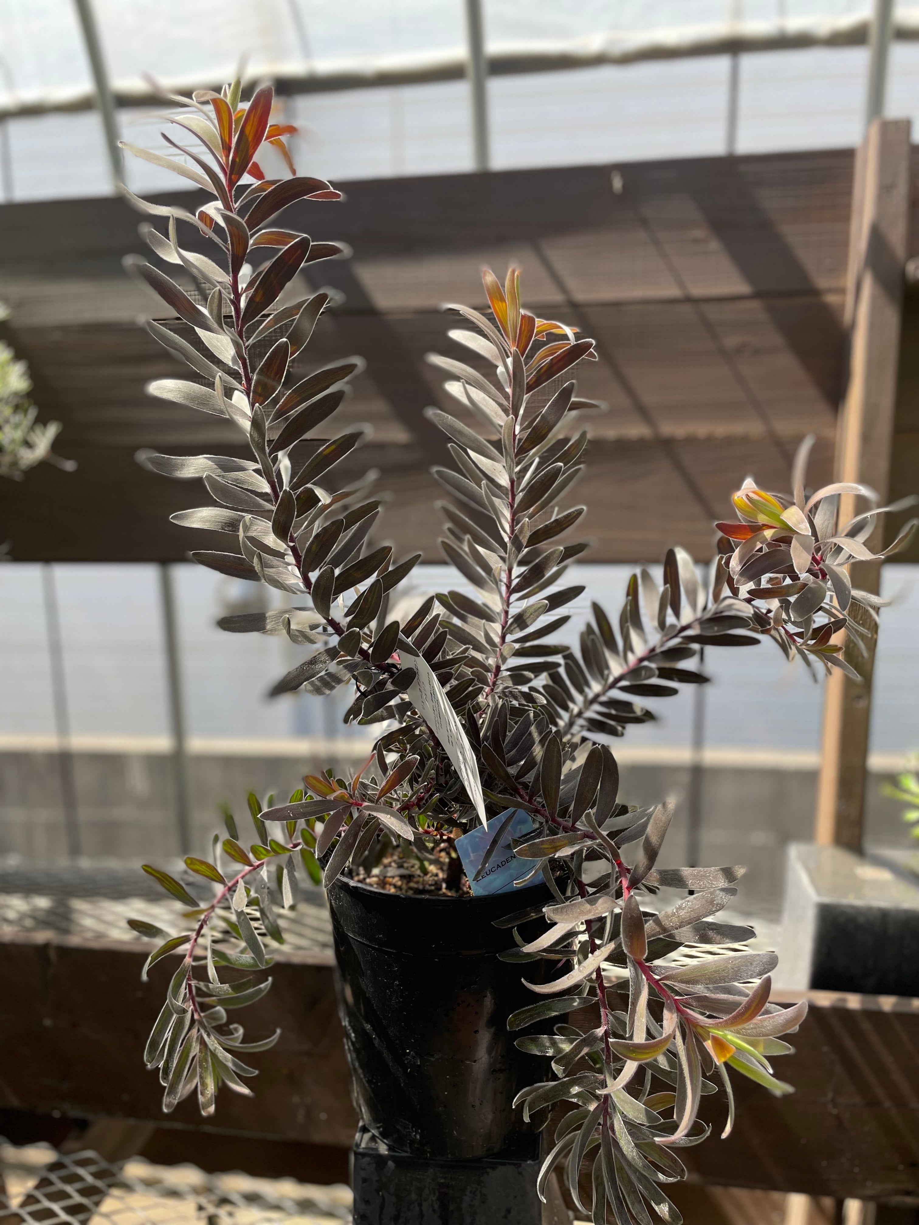 リューカデンドロンデュリフ　特大株 リューカデンドロン デュリフ | 沼ノ上農園