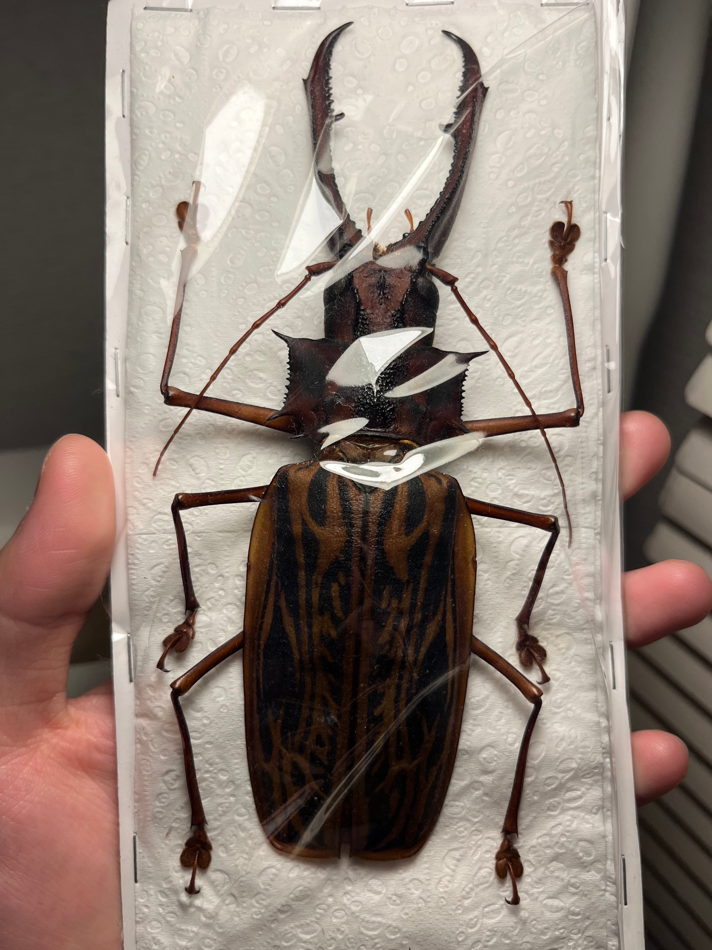 標本 | オモニキチュウ