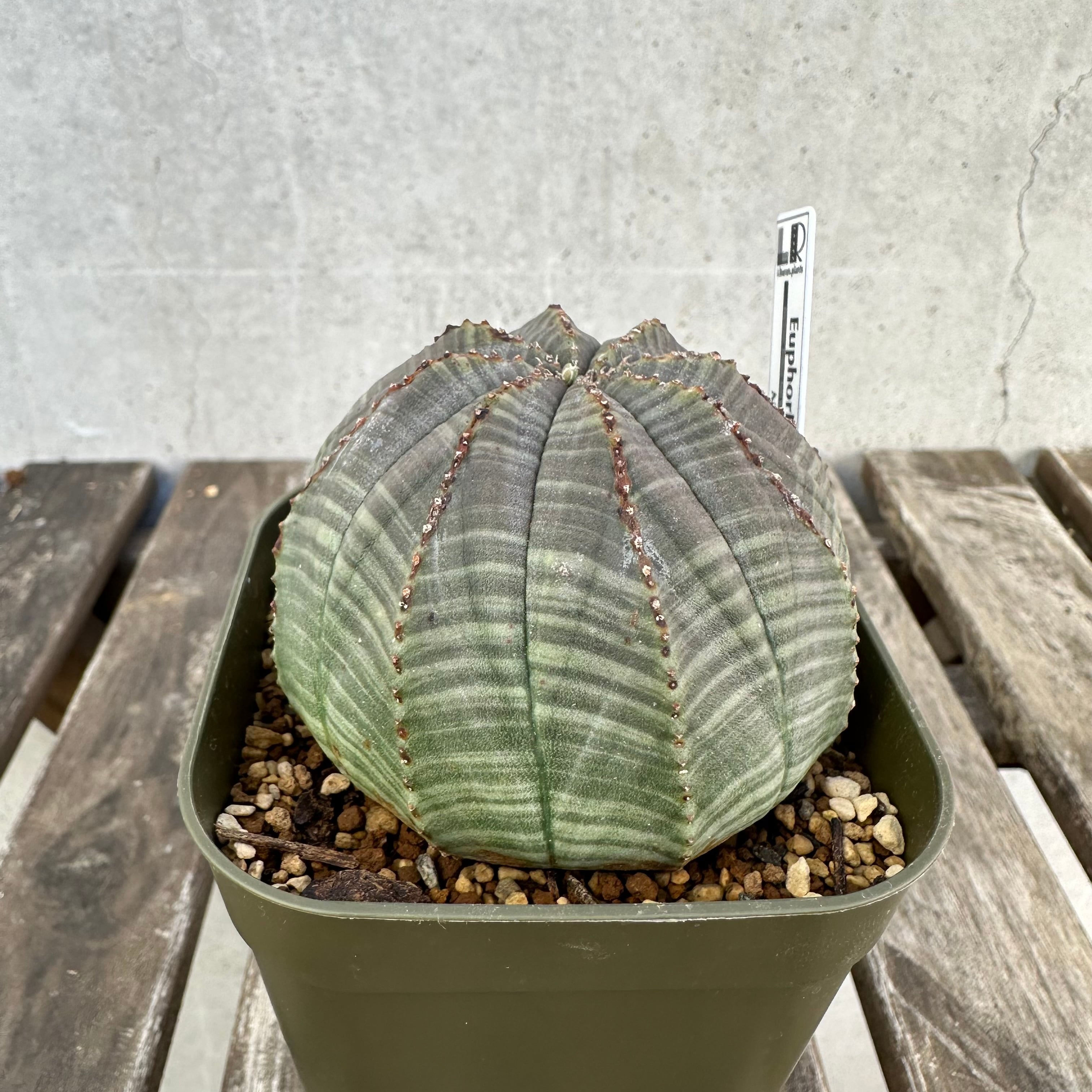 Libaran_Plants〜ユーフォルビア オベサ 専門店オンラインスト〜