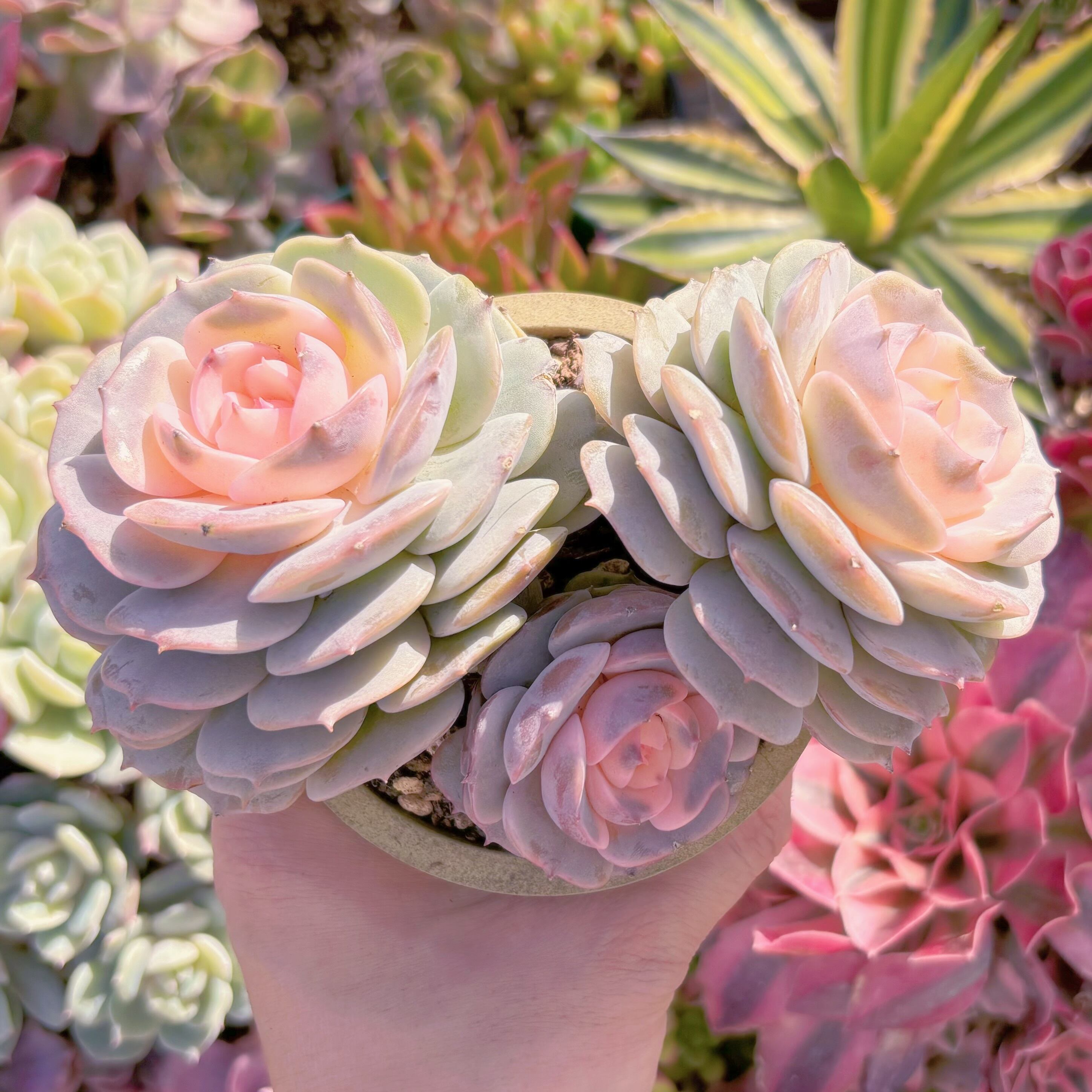 現品　ローラ錦#223　群生　るる農園