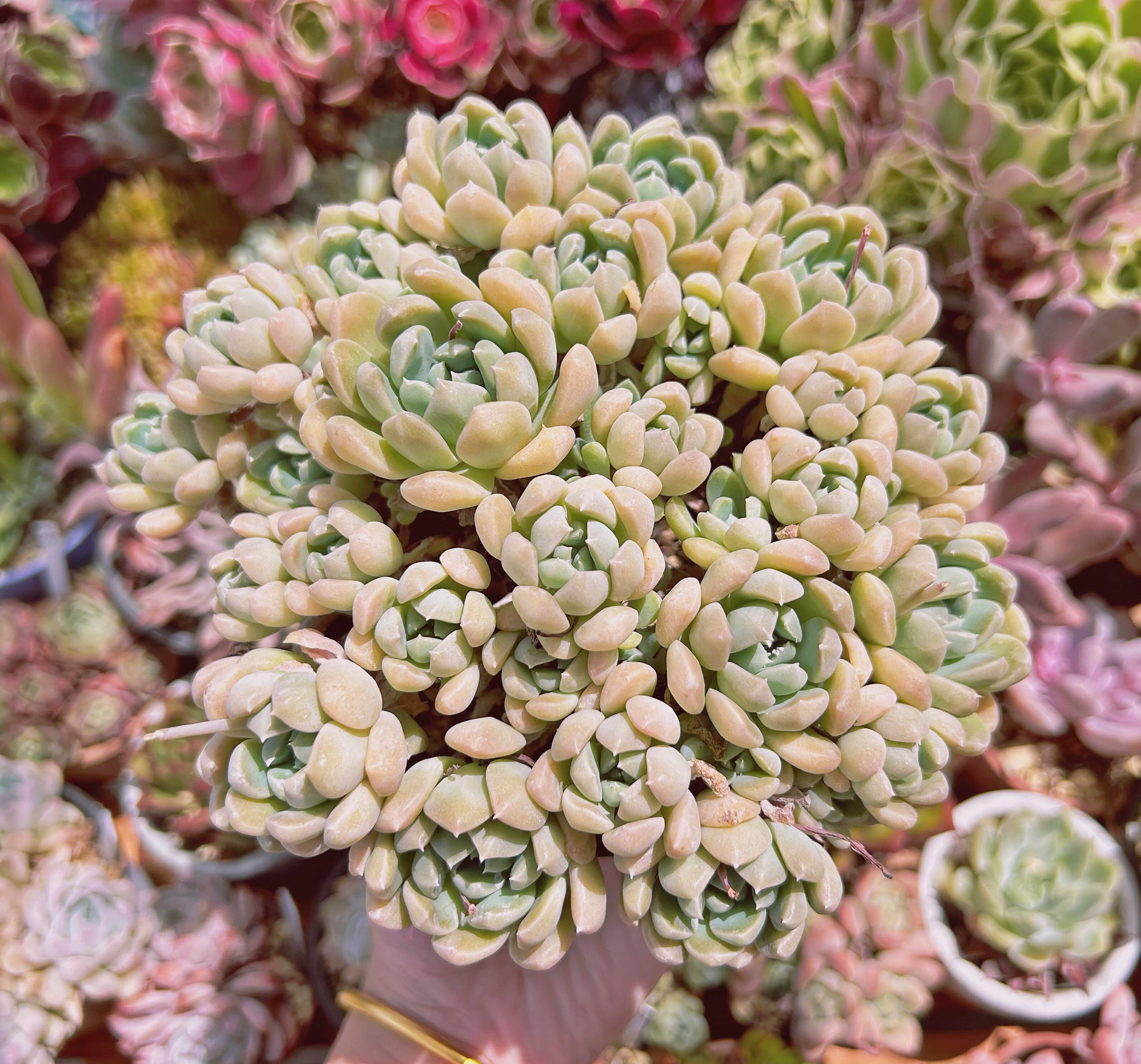 #1129現物　多肉植物　ミルキーストーン　特大　抜き苗