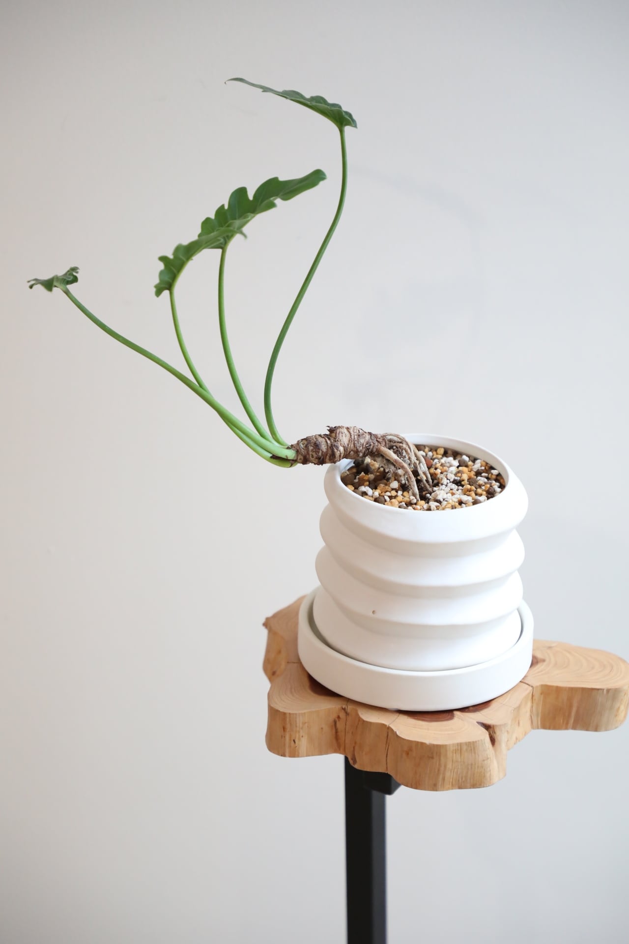 クッカバラ 鉢付き