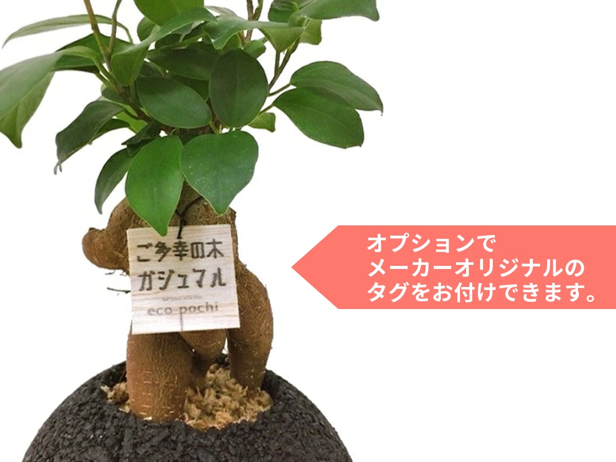 eco-pochi NEO ガジュマル キューブ | タネペラ eco-pochi NEO ガジュマル キューブ | タネペラ