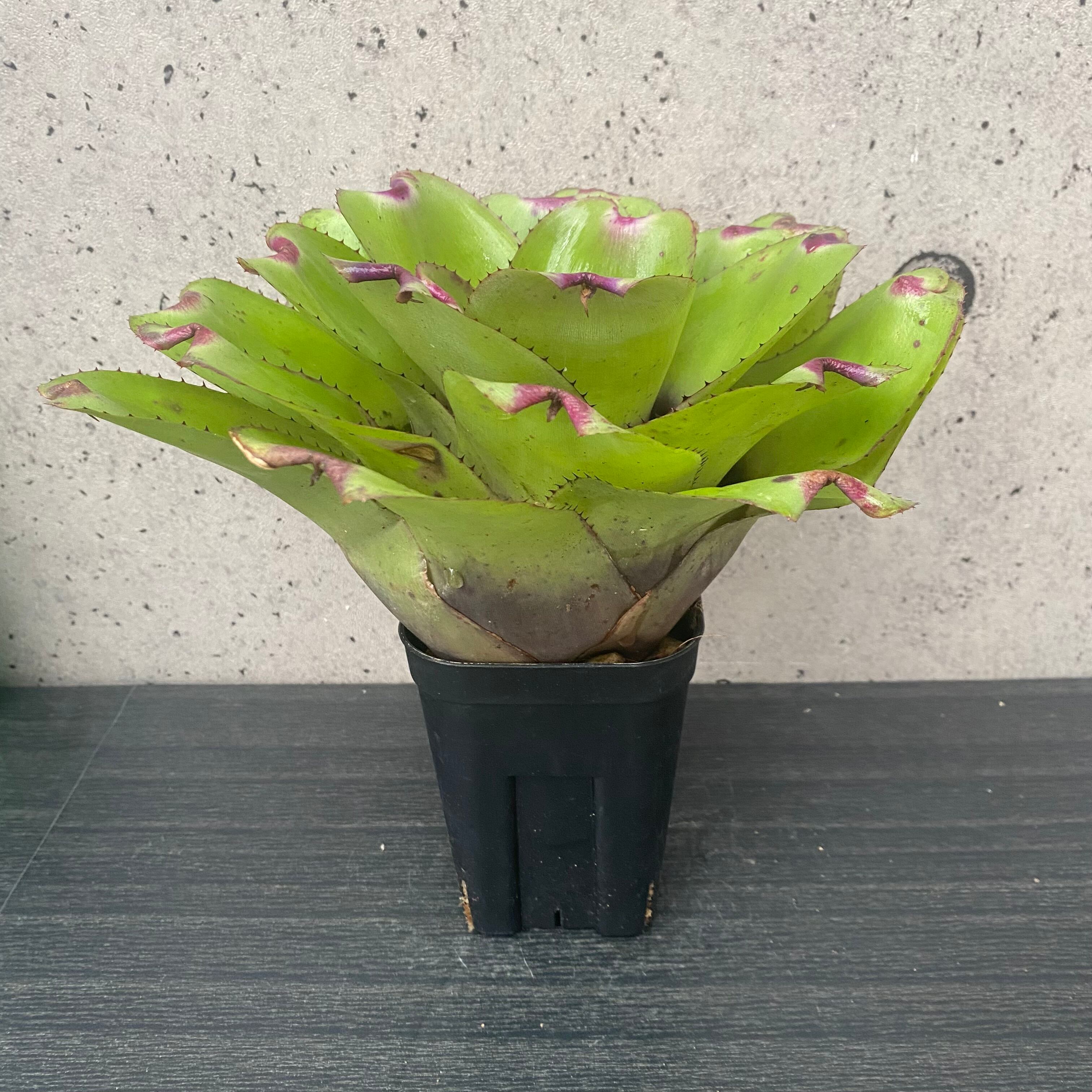 タンクブロメリア ネオレゲリア『Ninja Pink』 | Planet Plants