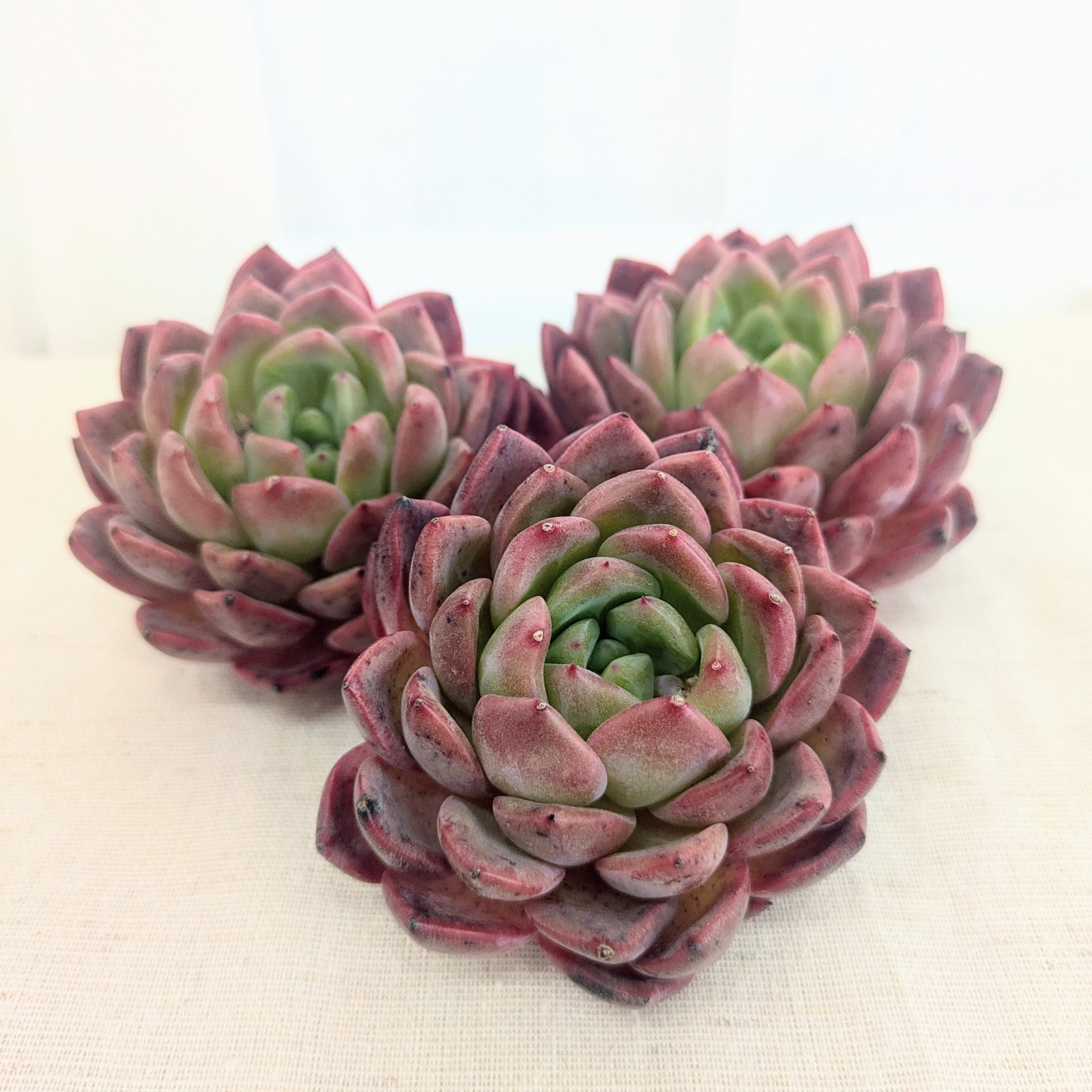 Astrophytum myriostigma アストロフィツム 紅葉ヘキラン 紅葉碧瑠璃
