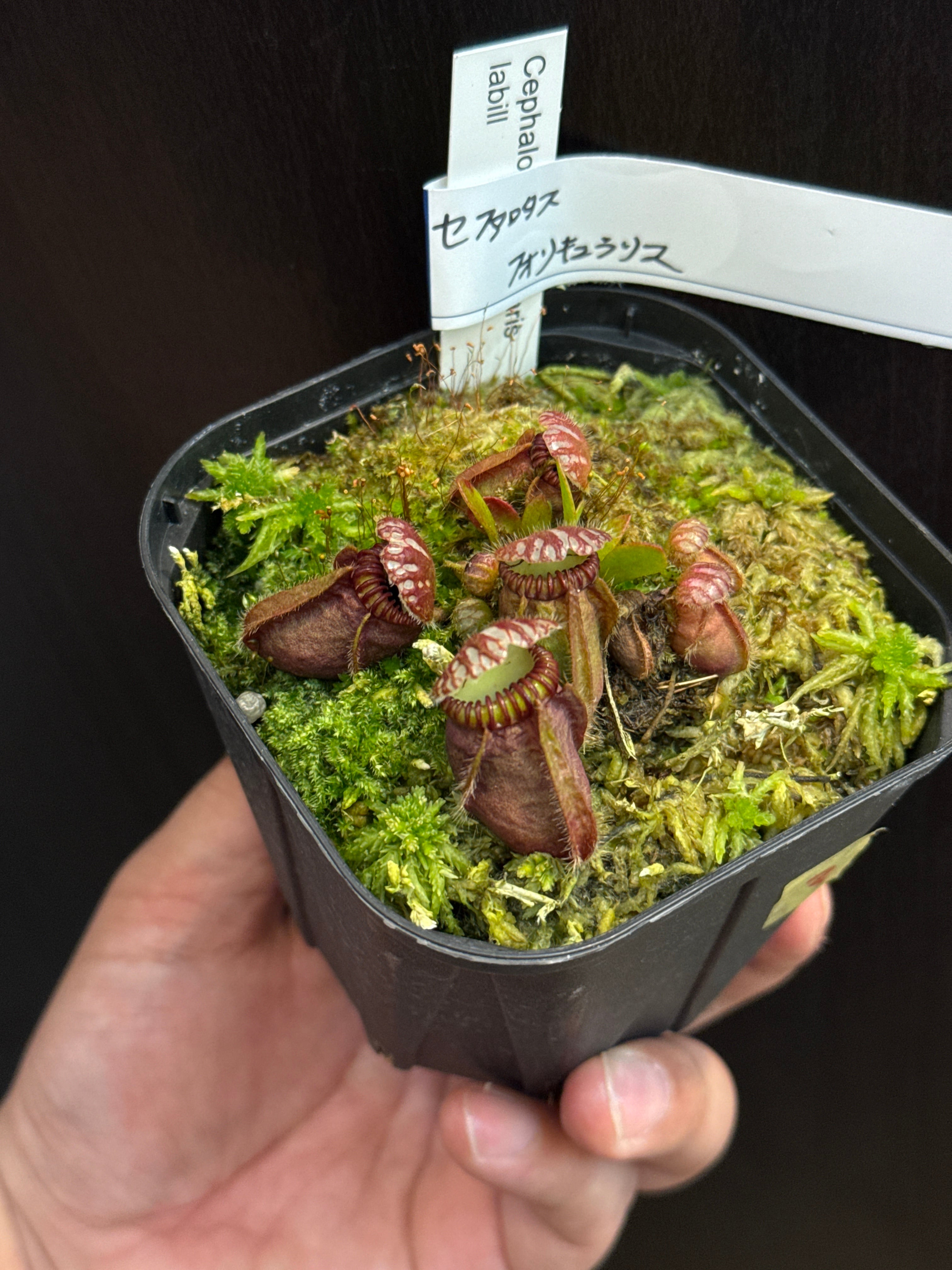 ②セファロタス フォリキュラリス | Gardenえん 【観葉熱帯植物】