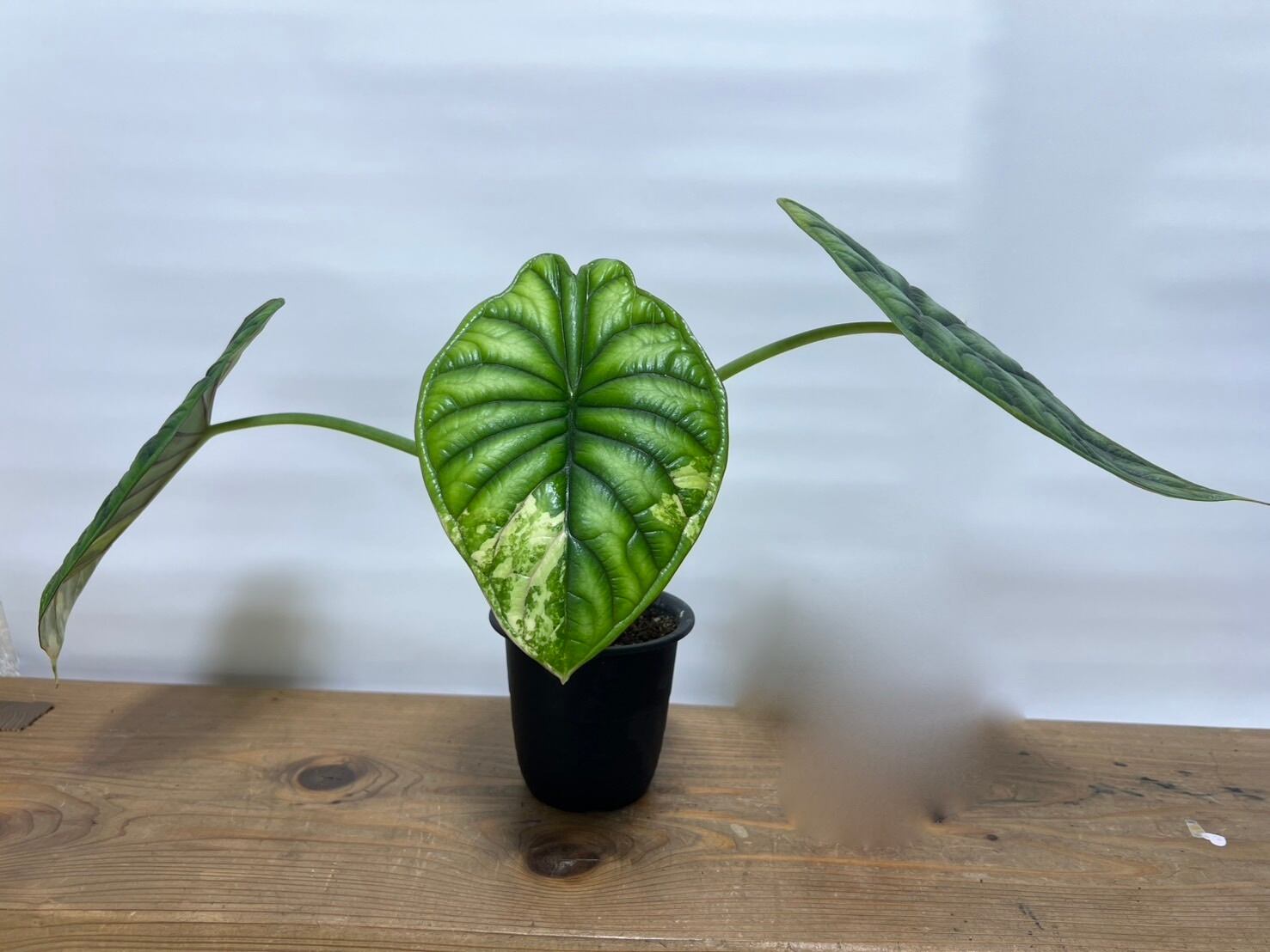 アロカシアヴェノム Alocasia Venom #v003 | トロピカルプランツ