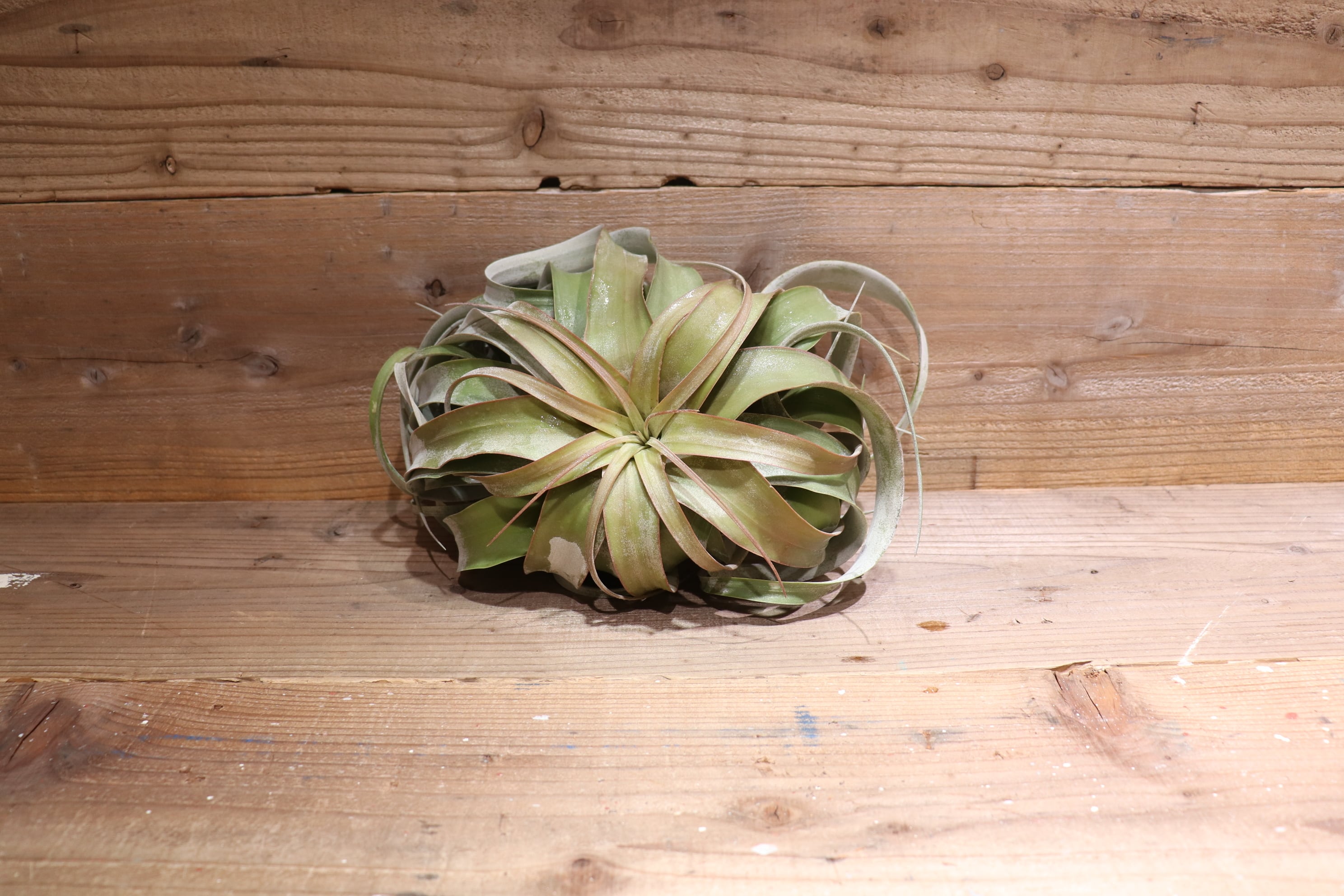 新鮮仕入れたて✩︎⡱ エアープランツ キセログラフィカ　XL 送料込み✩︎⡱ 新鮮仕入れたて✩︎⡱ エアープランツ キセログラフィカ 大 送料