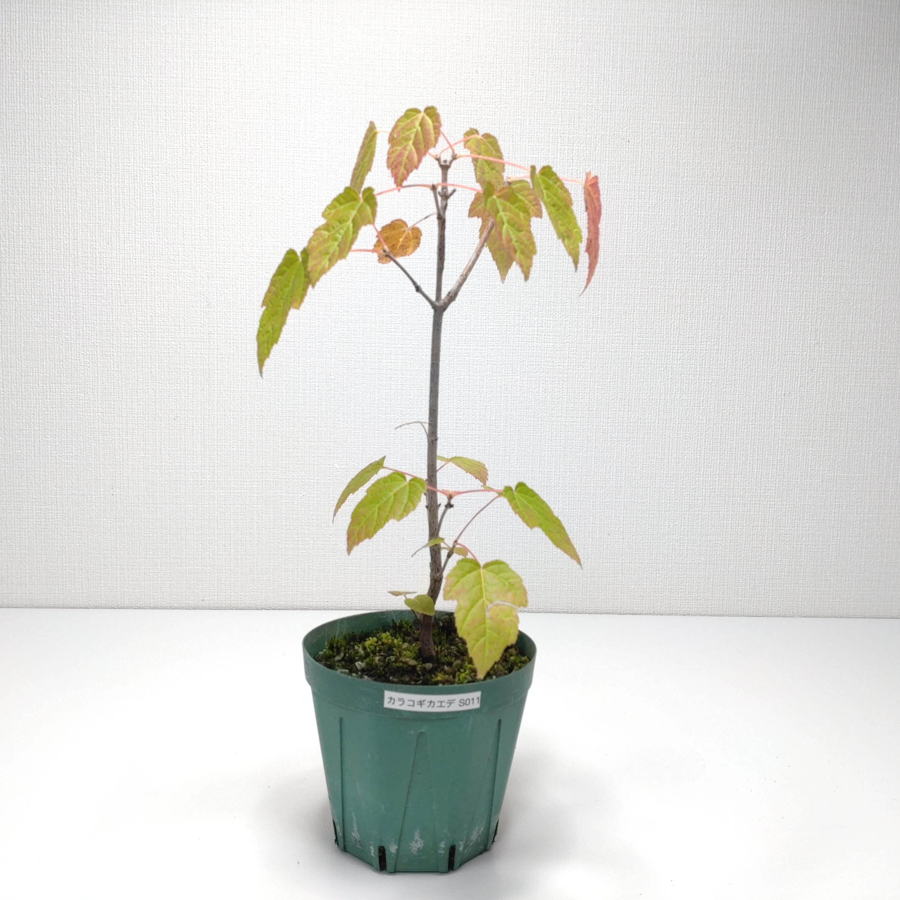 ヤマコウバシ盆栽 SS016 | 盆栽創【Bonsaisou】