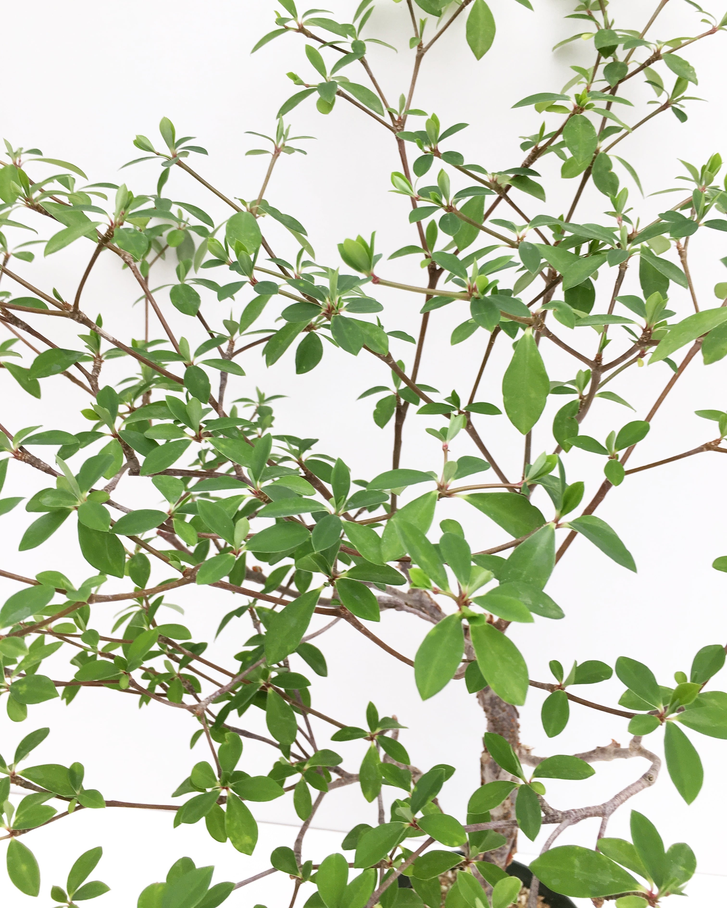 ユーフォルビア ウンブラクリフォルミス Euphorbia umbraculiformis 
