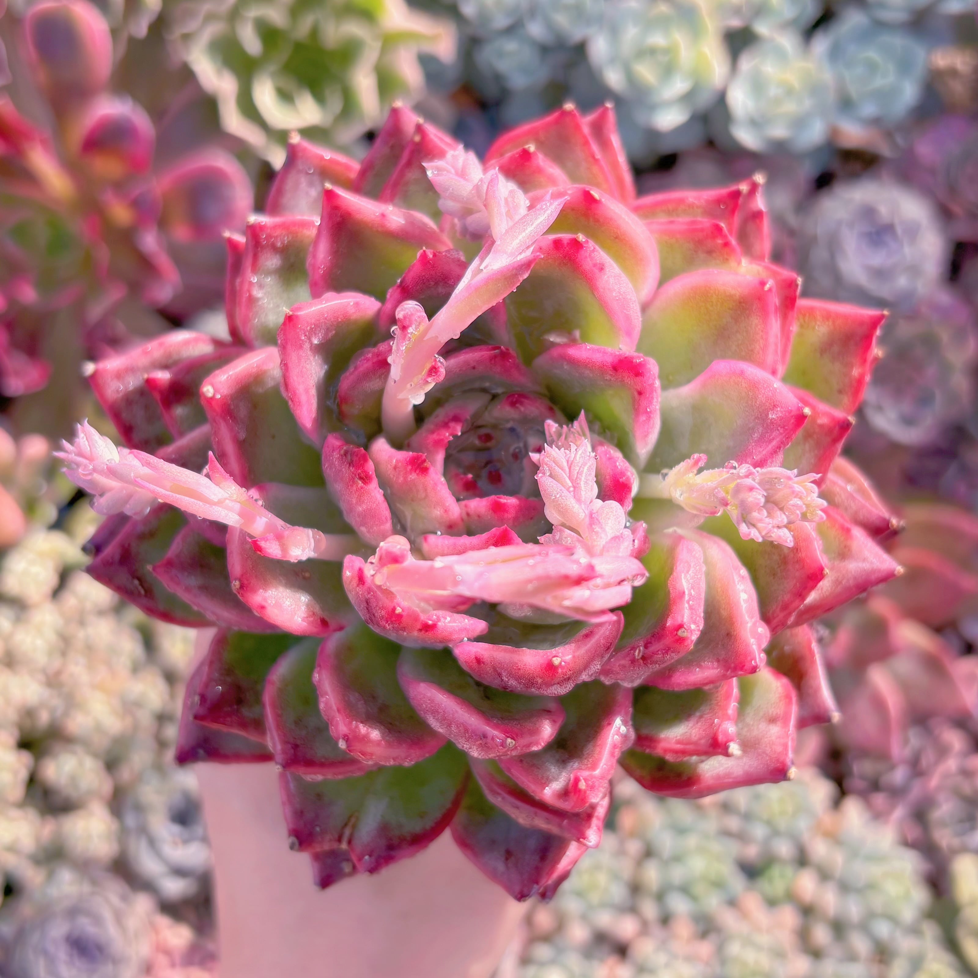 現品　プロティティ#631　大苗　るる農園