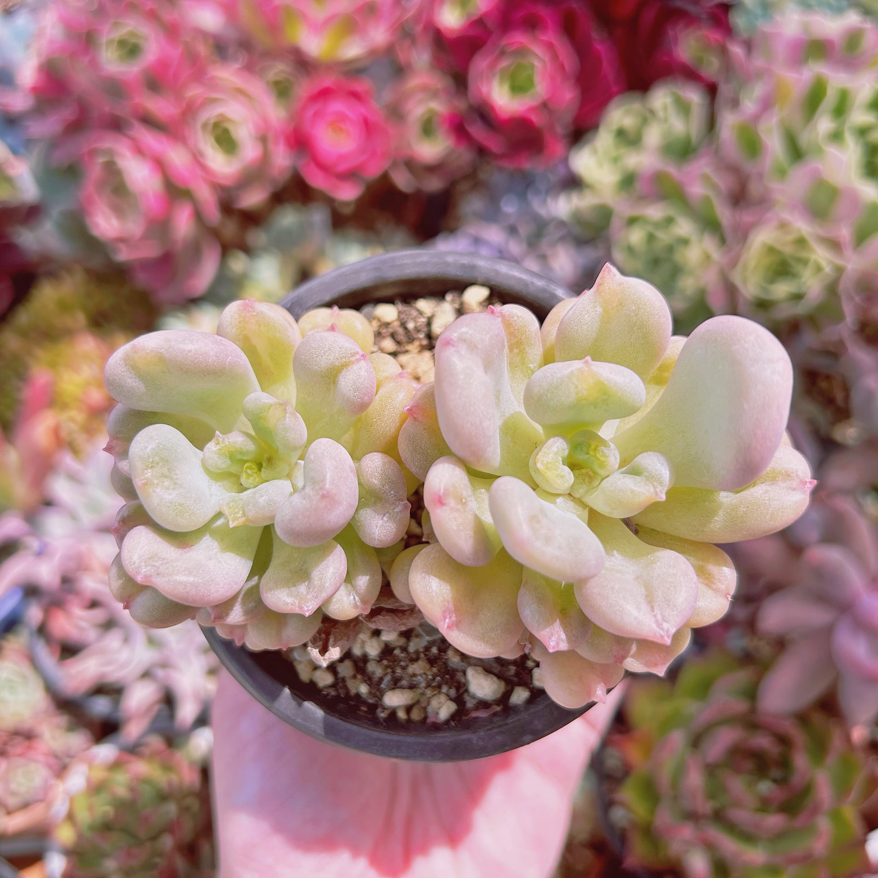 #1147現物　多肉植物　Echeveria　ビルゲイツ　特大