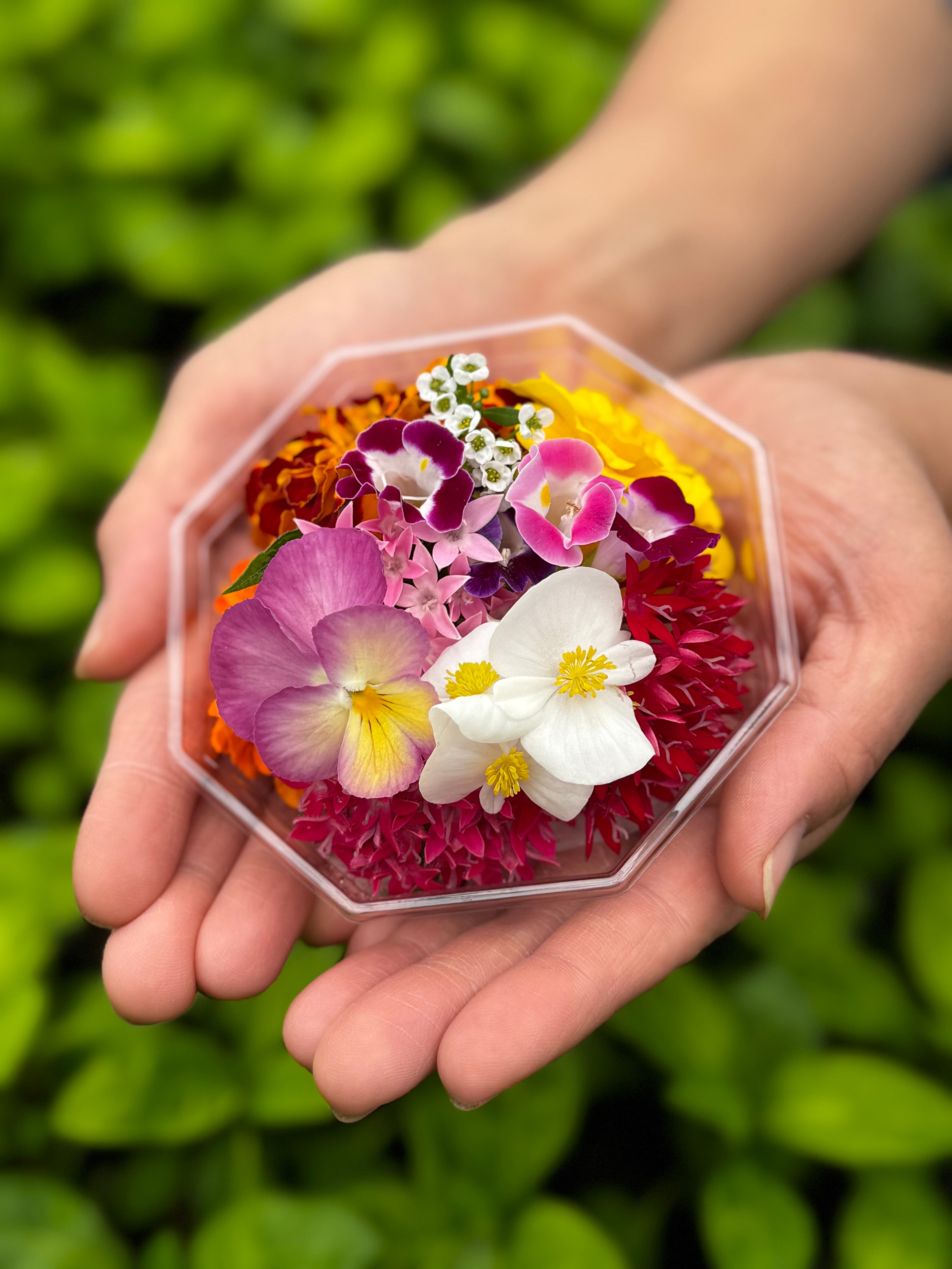 月が注ぐ花 エディブルフラワー 季節の花ミックス【夏・秋】 | 加藤花園