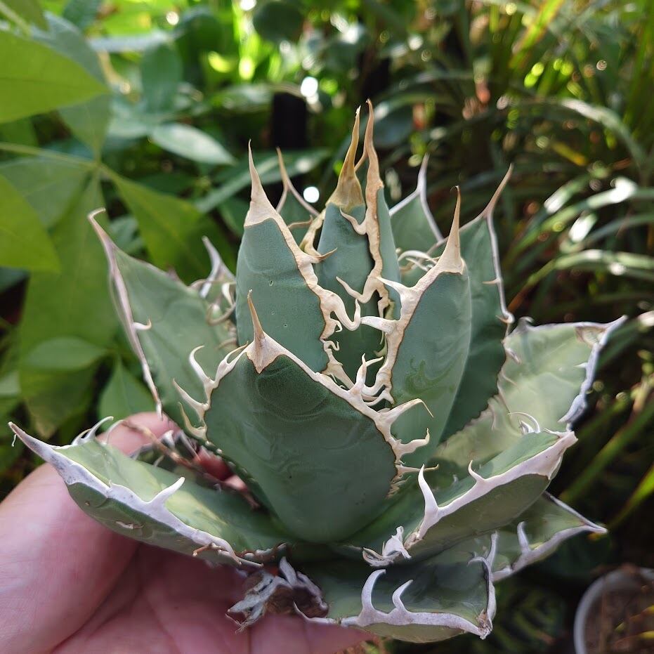 アガベ チタノタ オアハカ Agave titanota Oaxaca 18 アガベ チタノタ オアハカ Agave titanota Oaxaca 18 | 多肉植物
