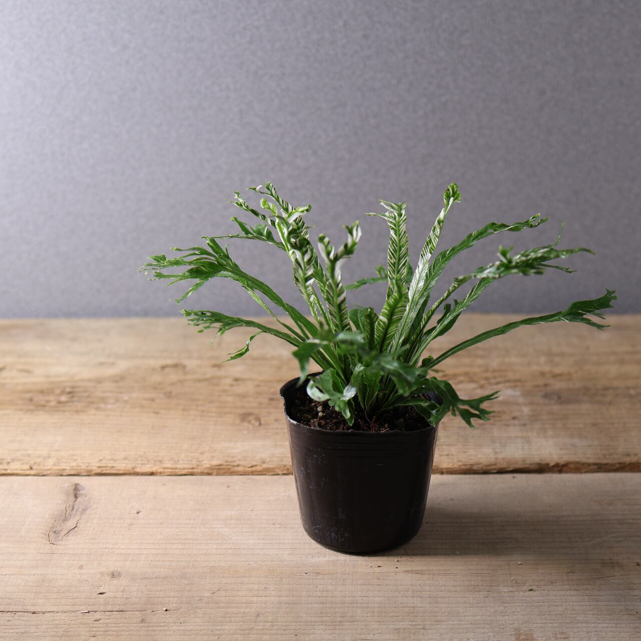 397 光を受けて輝く『アスプレニウム ニダス 斑入り』観葉植物 【送料