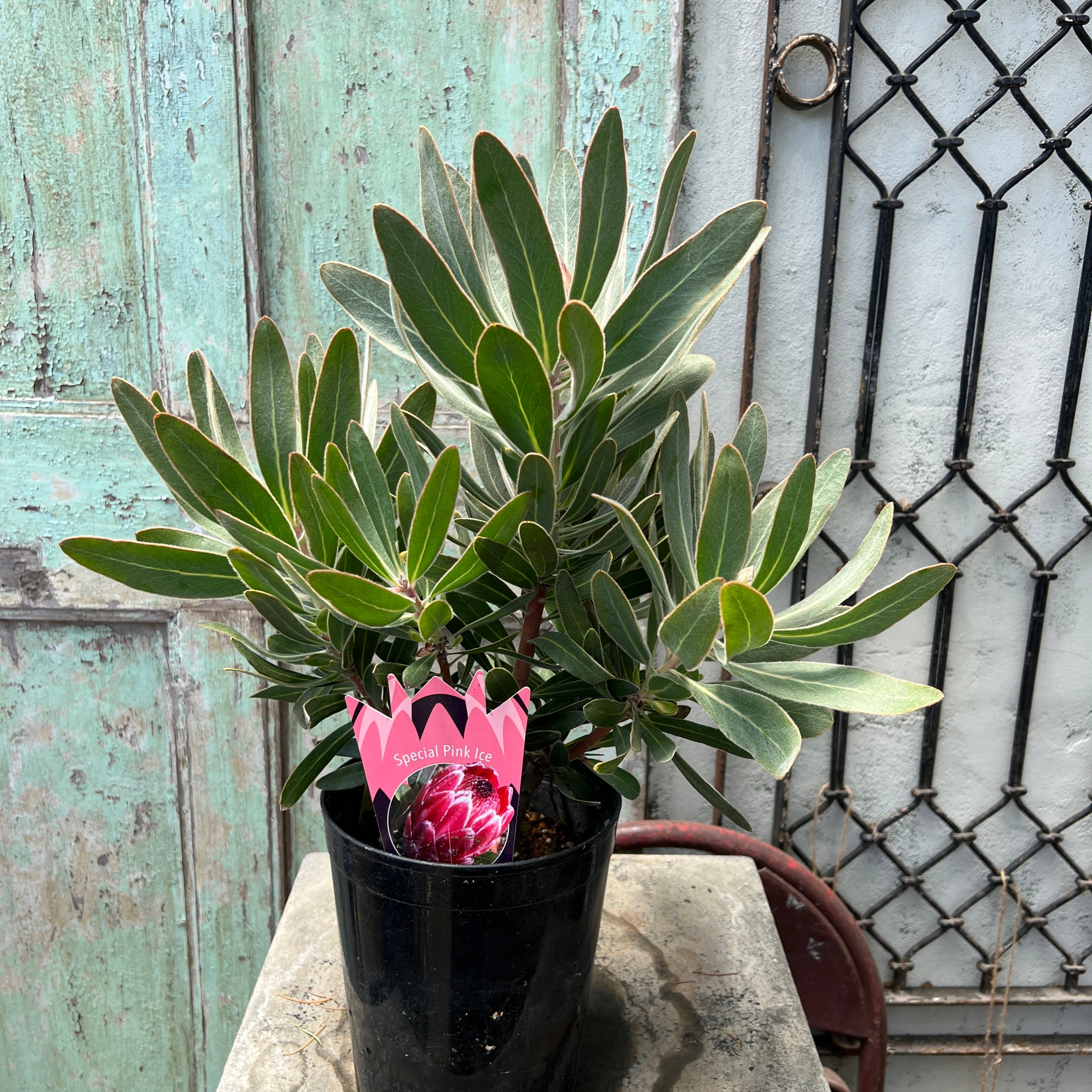 希少 プロテア オーストラリスパッション 挿し木 苗 鉢植え オージー プランツ 希少 プロテア オーストラリスパッション 挿し木 苗 鉢植え