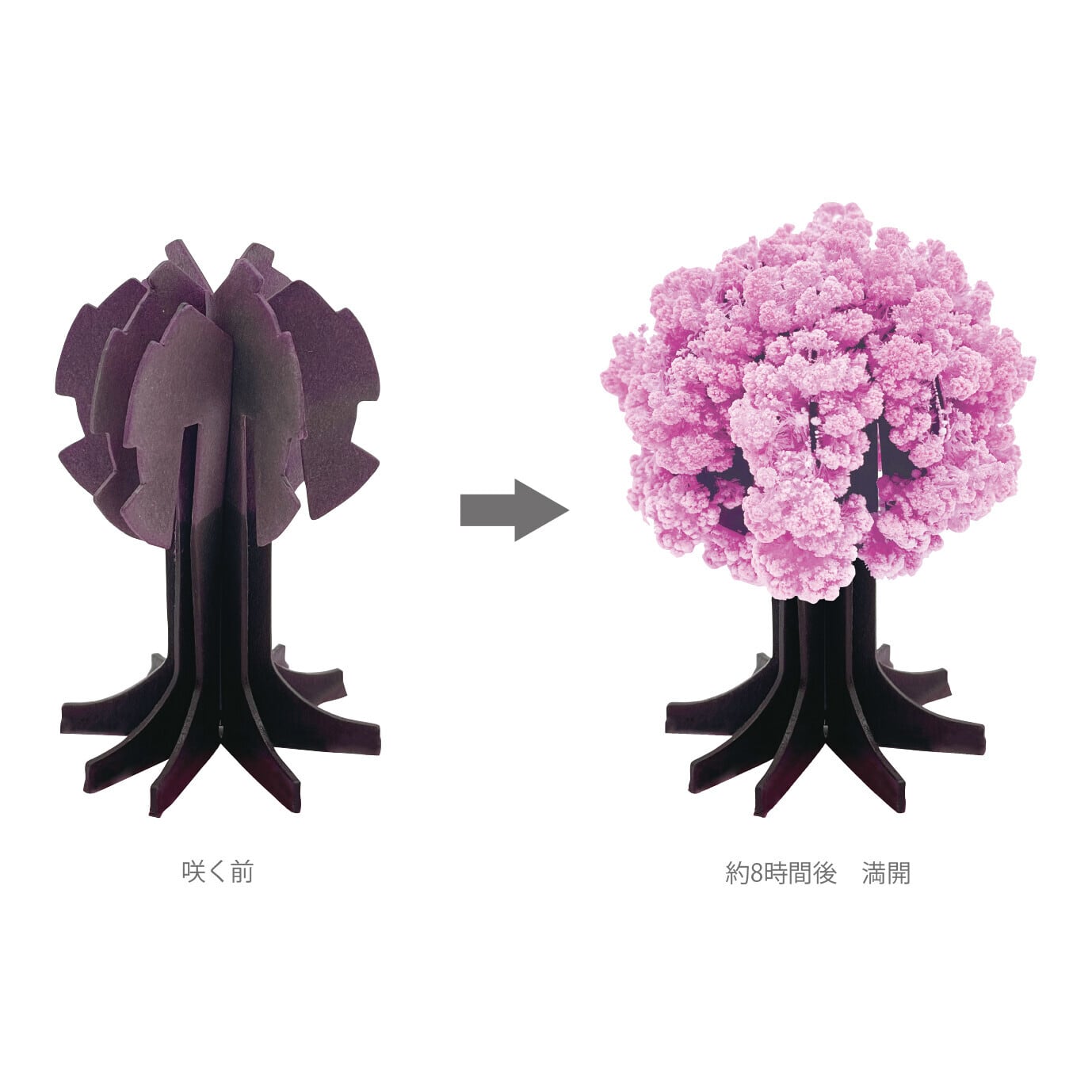 日本製】桜の都｜Fun Science 桜が咲く不思議なインテリア｜卓上