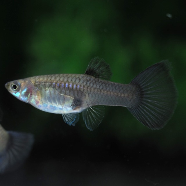 【セール】モスコーパープル(RREA系)　2ペア＋おまけ1ペア