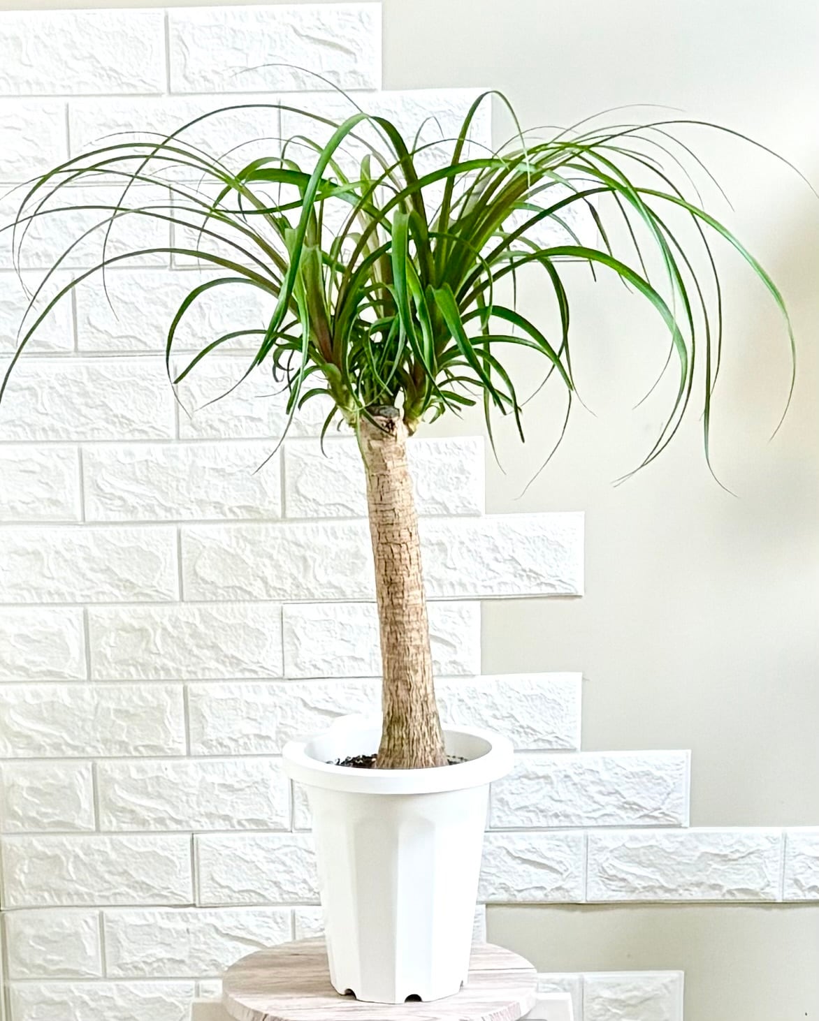 エバーフレッシュ 曲がり | 観葉植物のお店 feerie（フェリエ）