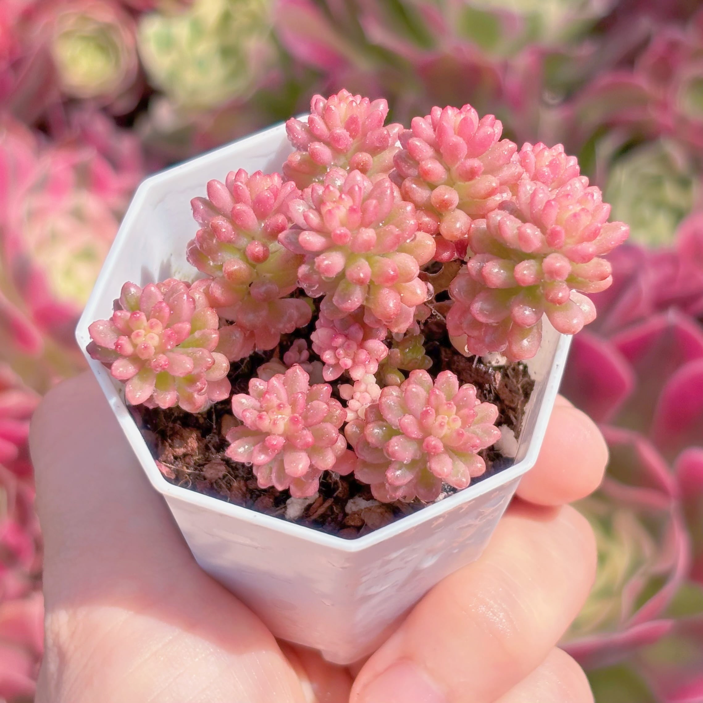 多肉植物 レッドベリー錦 新入荷 るる農園 | るる農園~多肉植物専門