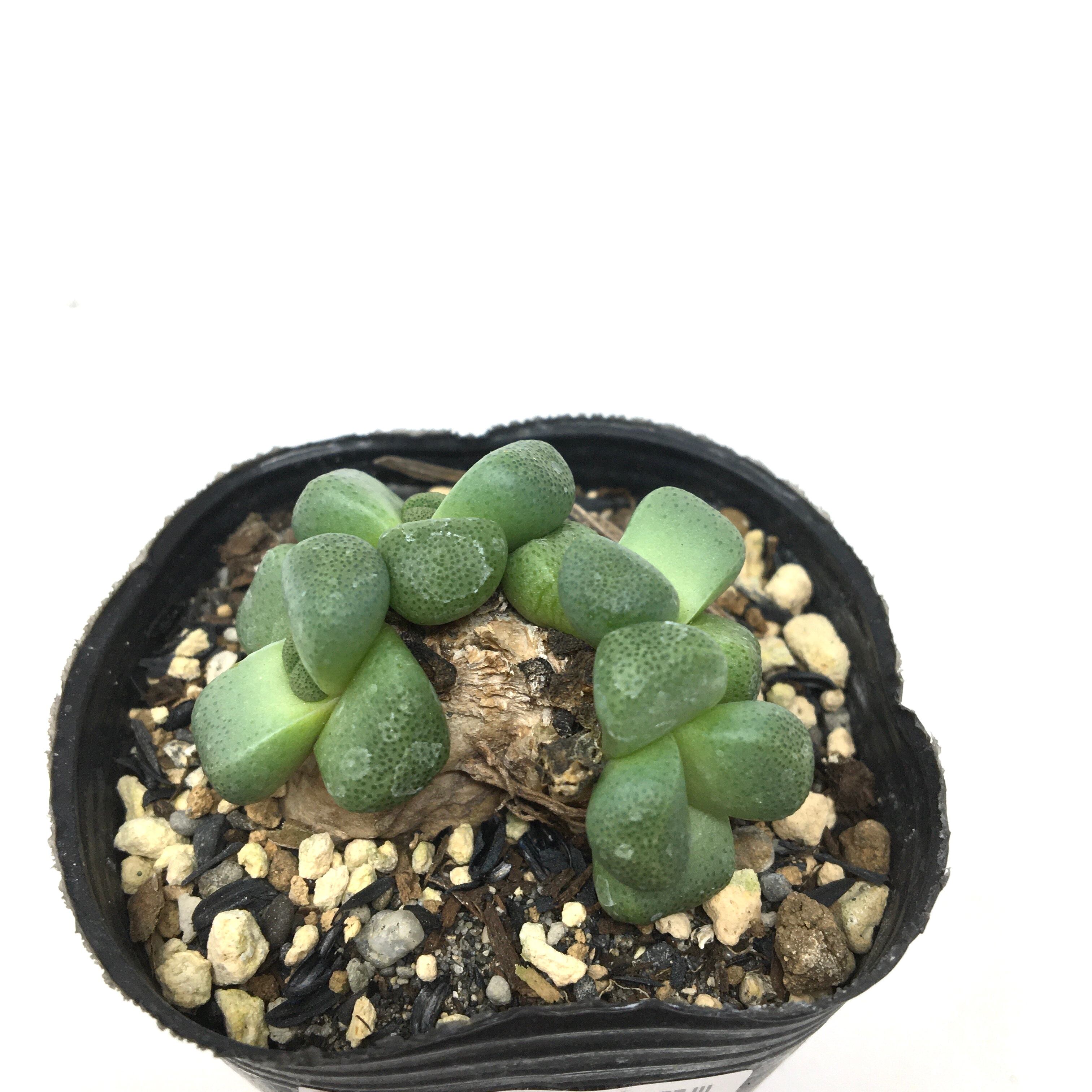 多肉植物 ラブリーローズ錦赤斑 抜き苗 発根開始 寝坊 多肉植物 ラブリーローズ錦赤斑 抜き苗 発根開始 寝坊