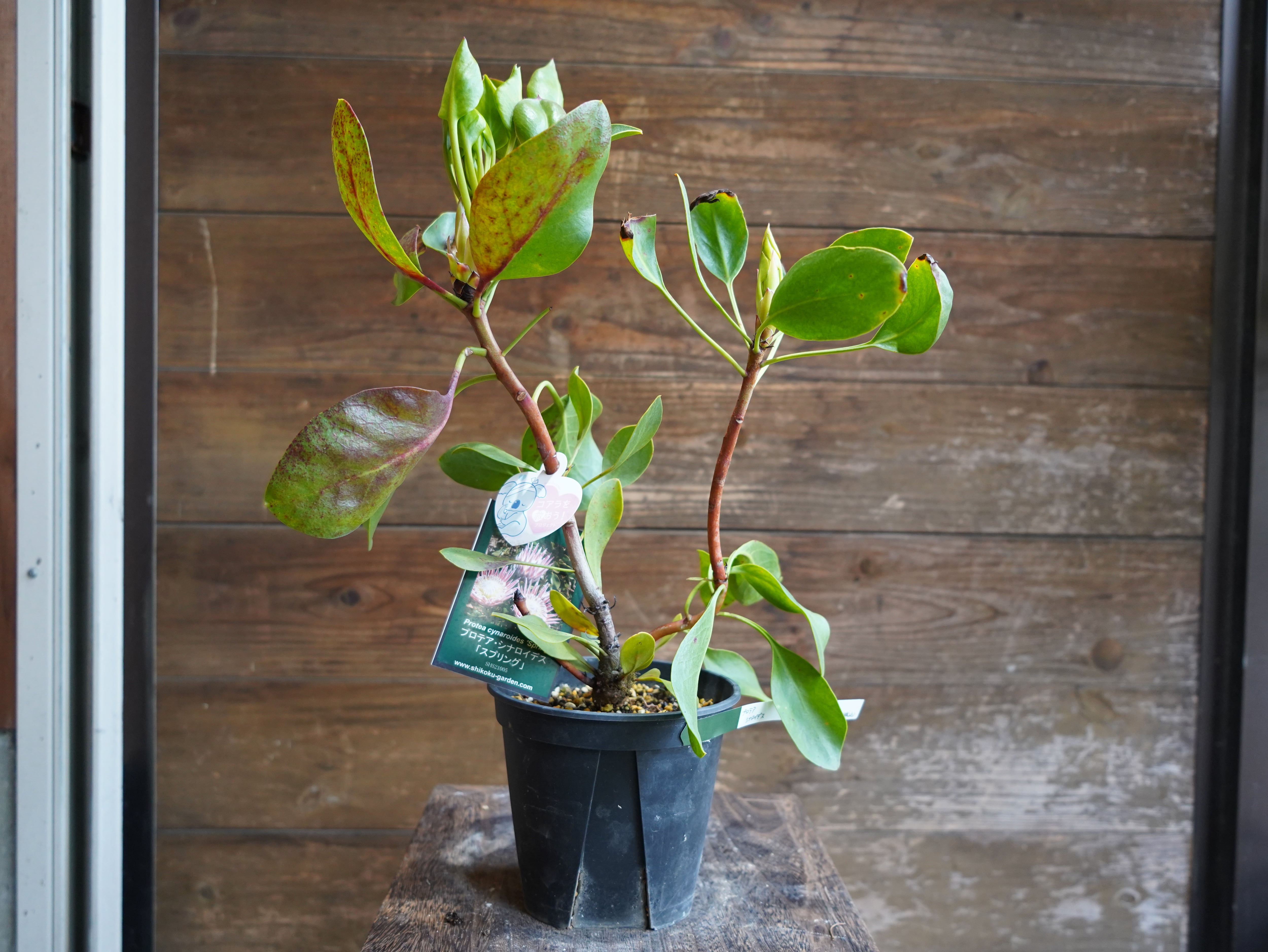 【現物】プロテア ・ シナロイデス「スプリング」