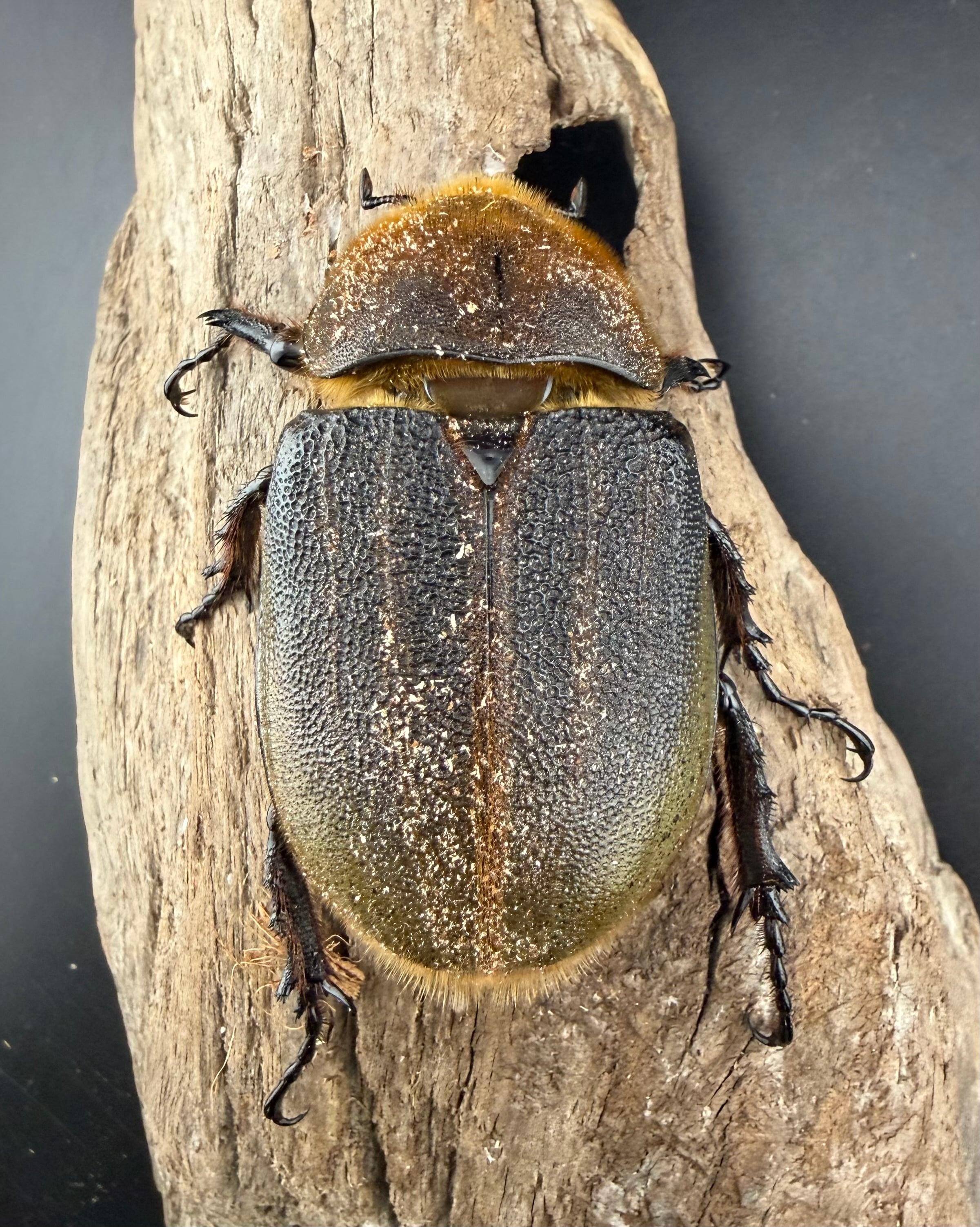 ヘラクレス・ヘラクレス 145mm ペア》 | KPW公式オンラインショップ