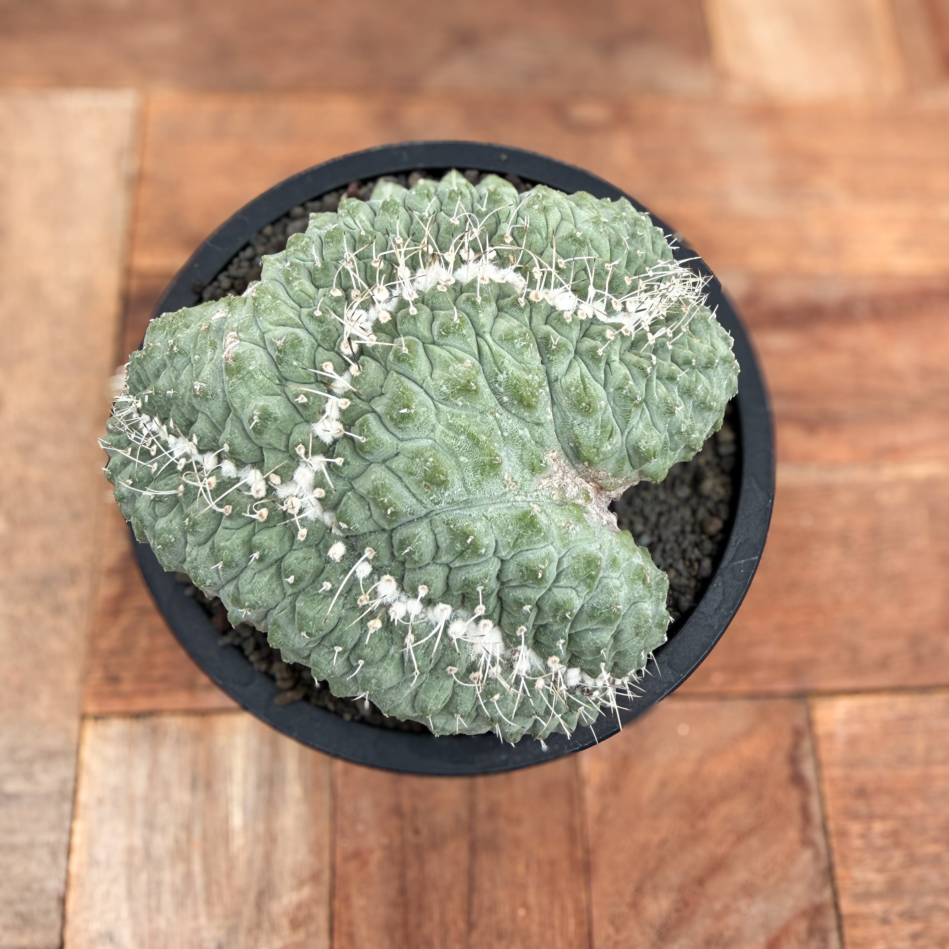 ストロンボカクタス菊水 綴れ 綴化 実生 N/OH Storombocactus disciformis【ストロンボカクタス・菊水綴化