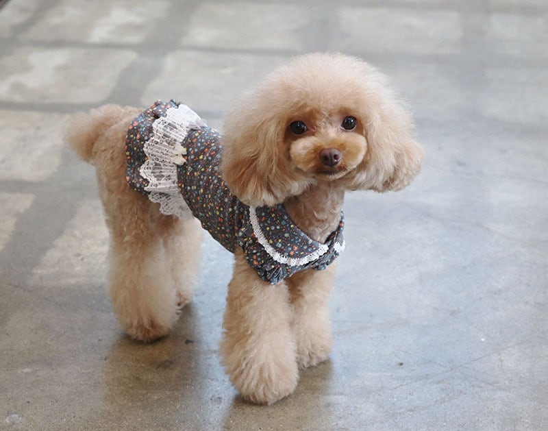 フラワーワンピース  /  犬服 ワンピース お出かけ 小型犬 中型犬 可愛い ドッグウェア 犬の服 ドレス お揃い