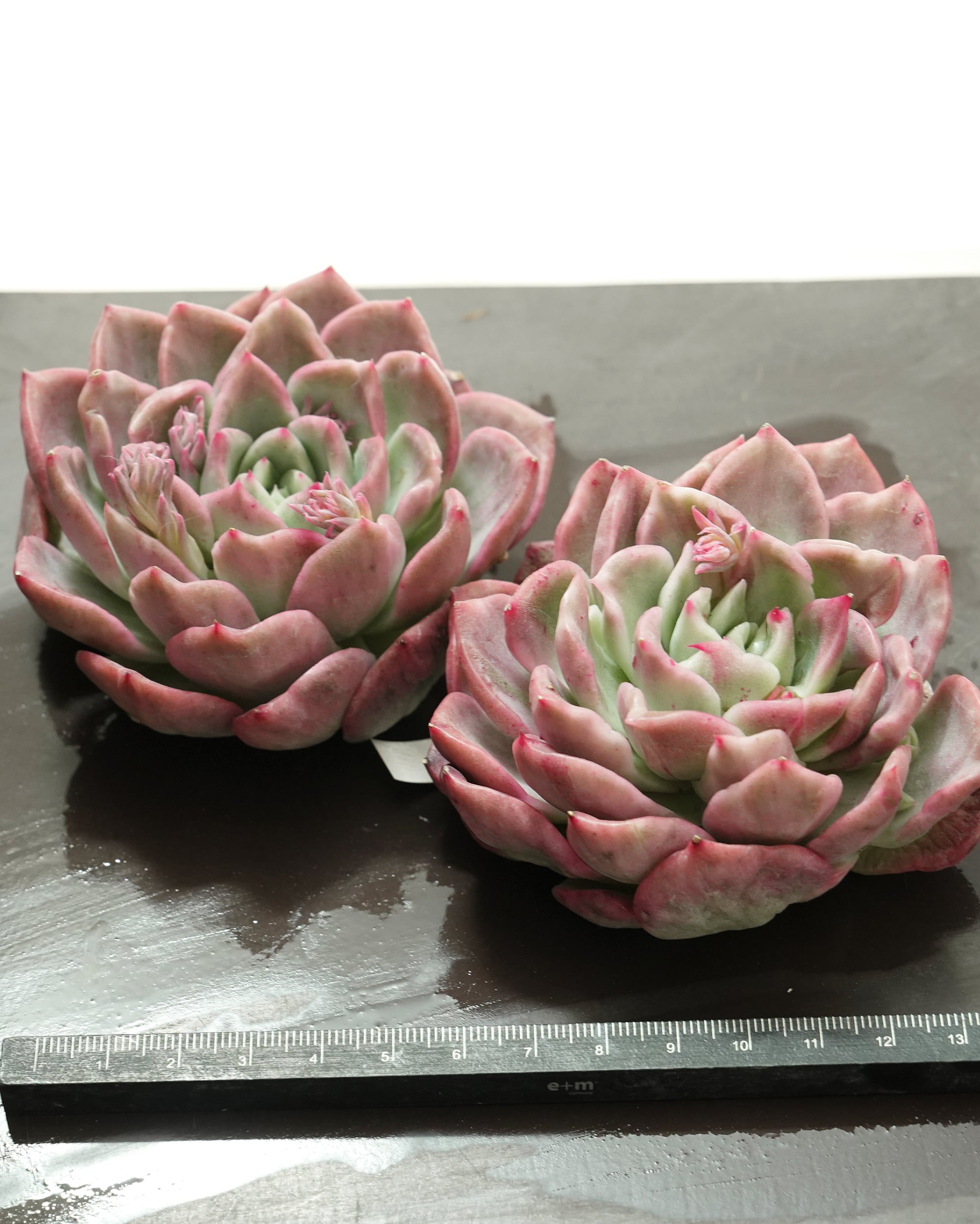 発根済カット苗 フロリディティール錦 Echeveria 'Floridity