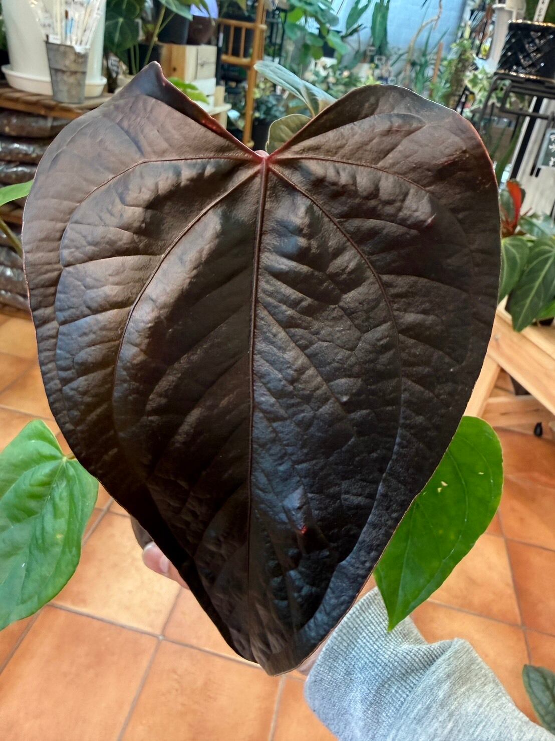 アンスリウム・ワロクアナム ④ 2.5号 希少 | 観葉植物と雑貨のお店