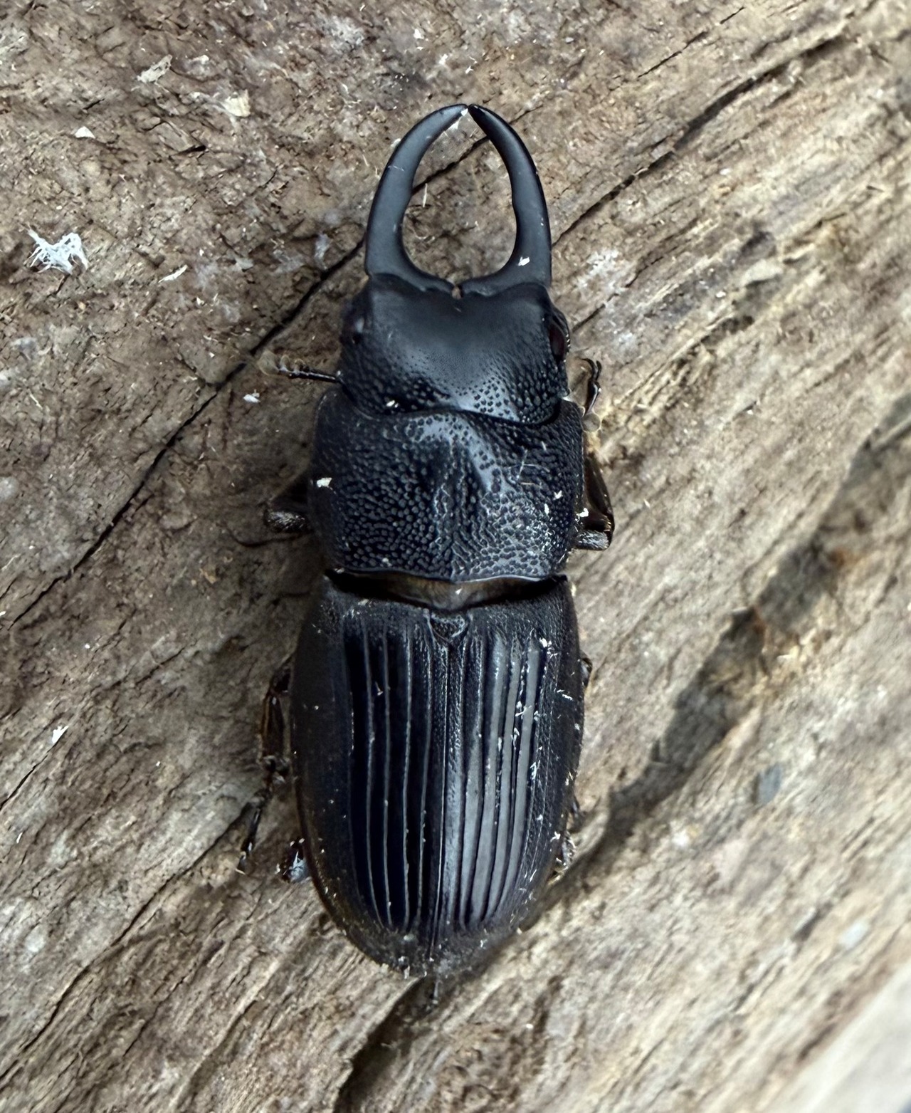 【WD】《マレットネブトクワガタ 21mm ペア》