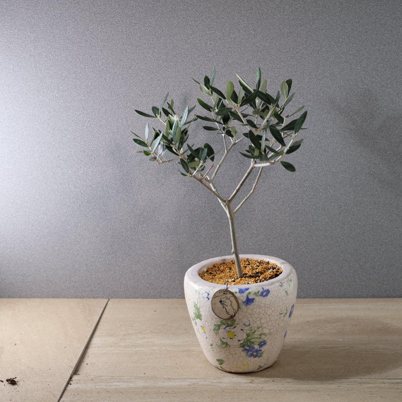 515『オリーブ ルッカ 陶器鉢』【送料無料】 | MARX PLANTS | 観葉植物
