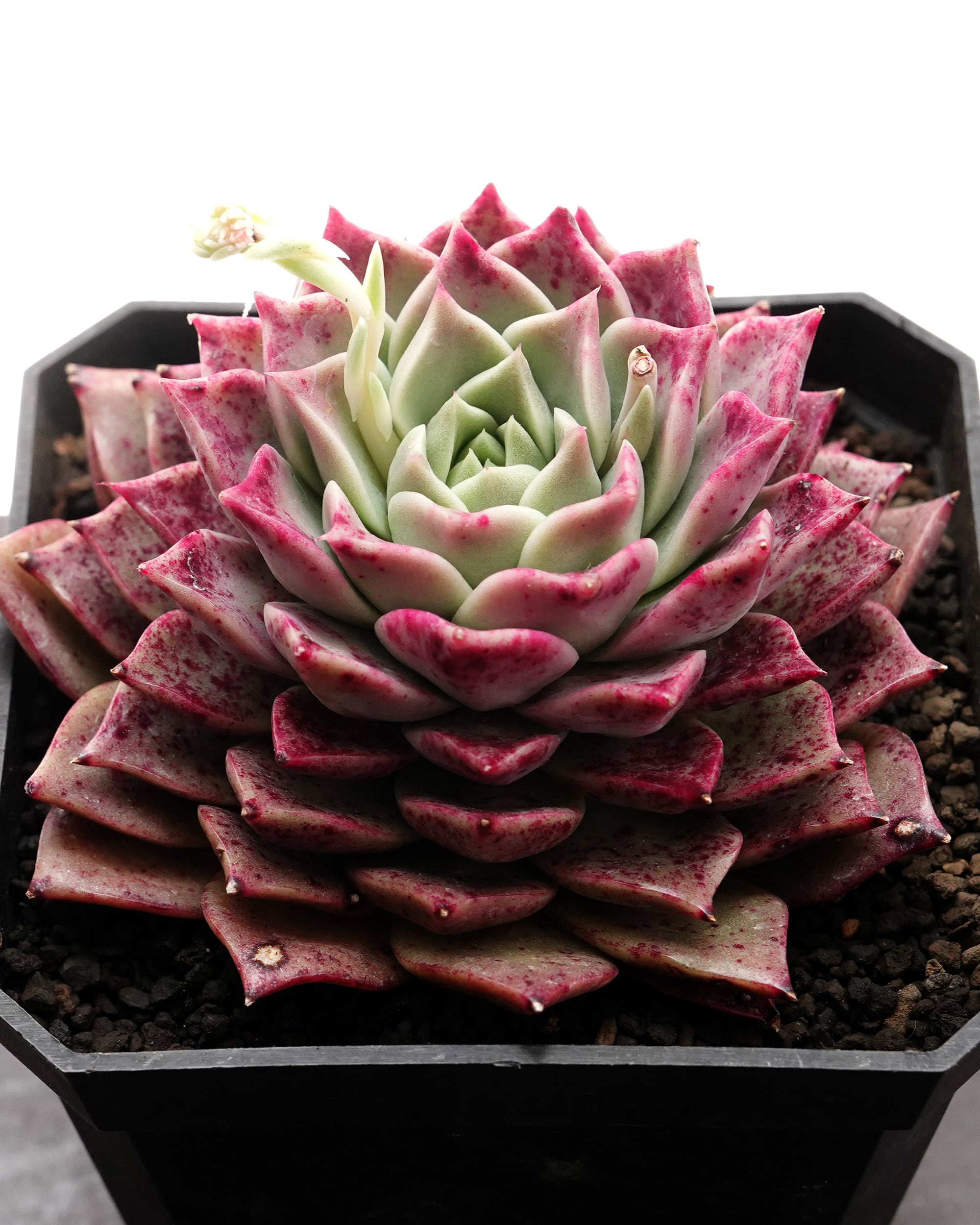 ハオルチア 多肉植物 ≧∇≦）多肉植物 大群生 長年月栽培品 蜃気楼糊
